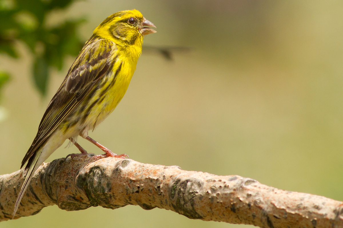 Yellowhammer