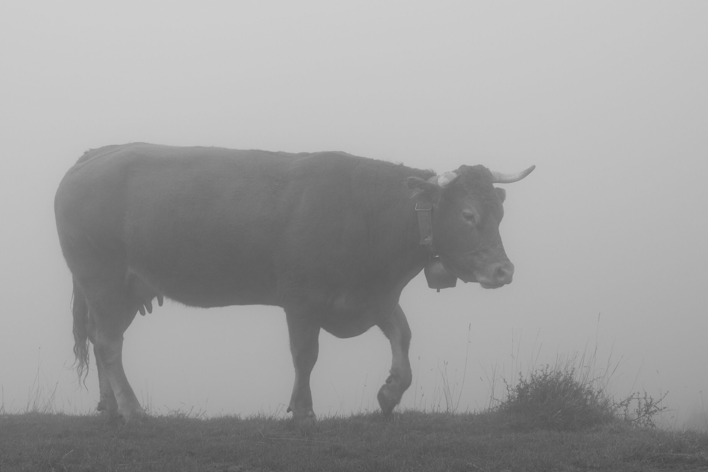 Cow in the fog