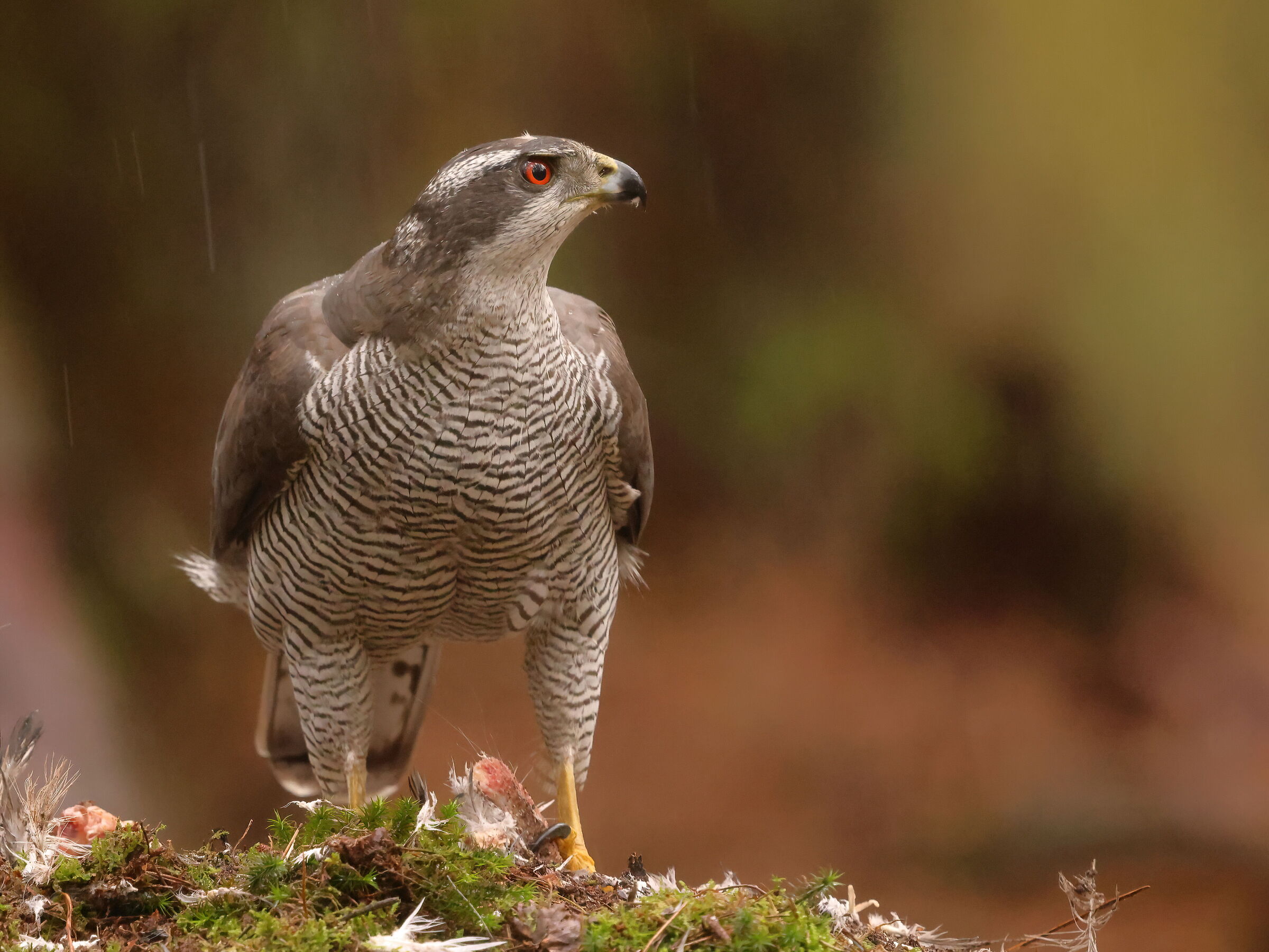 Goshawk