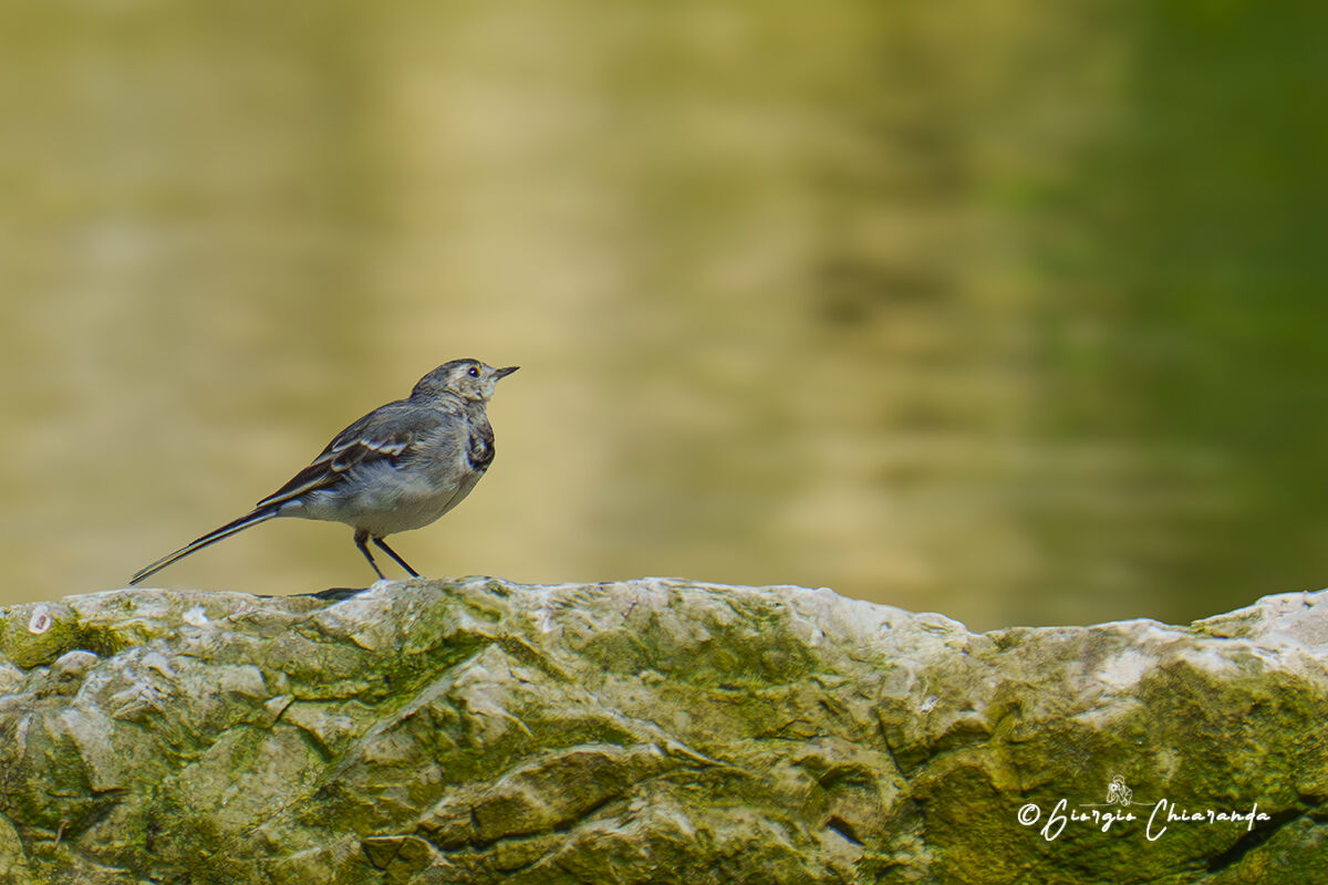 Ballerina bianca (Motacilla alba)