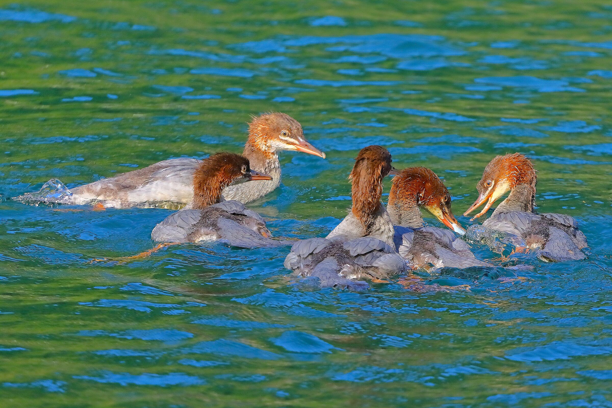 Smerghi J 10 luglio 2025 - 0131