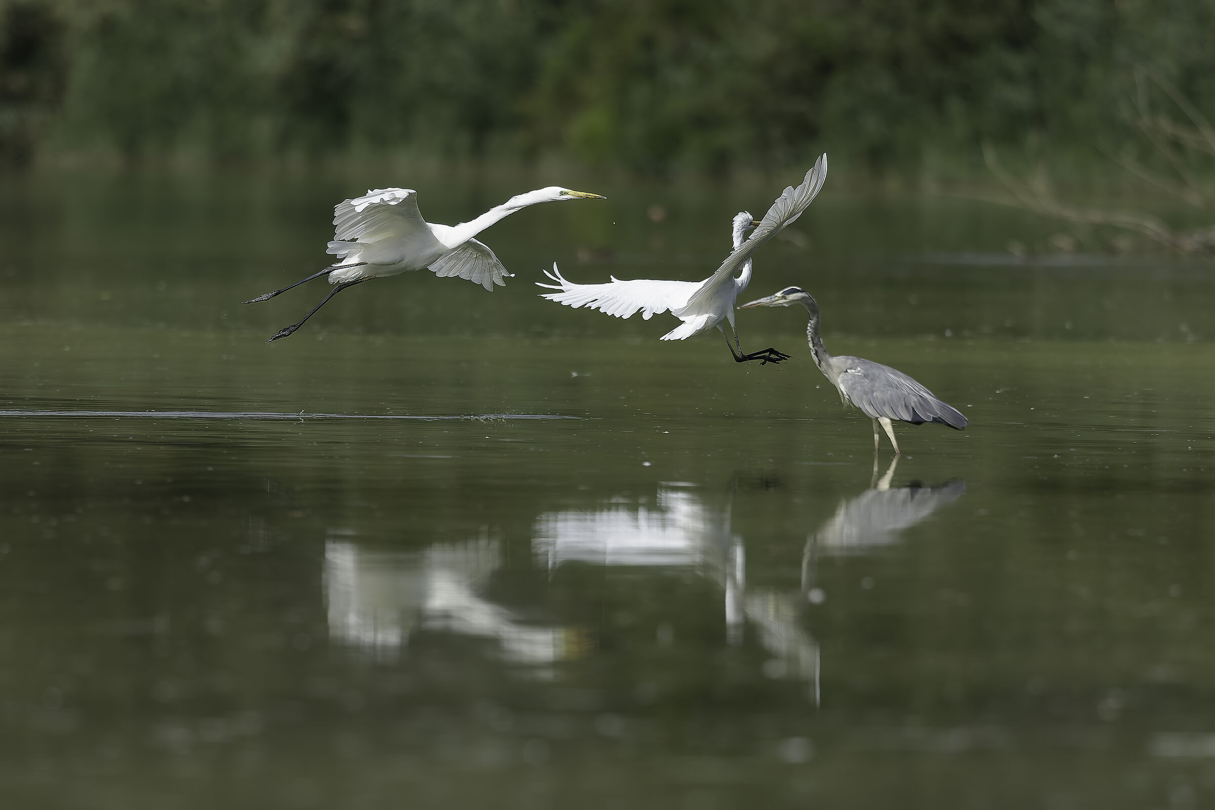 Stories of herons