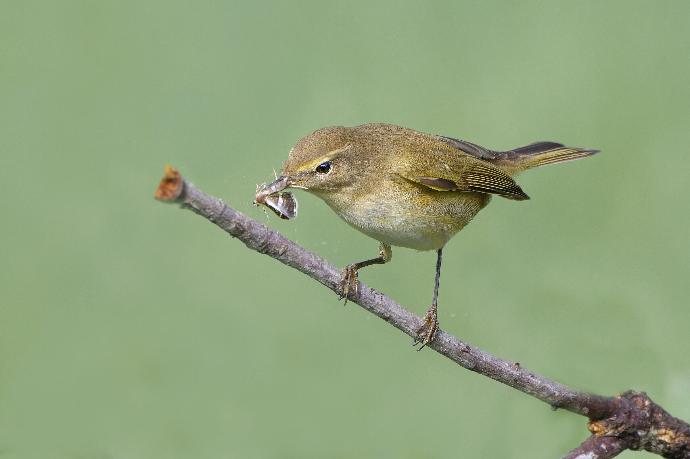 Little warbler (Phylloscopus collybita)