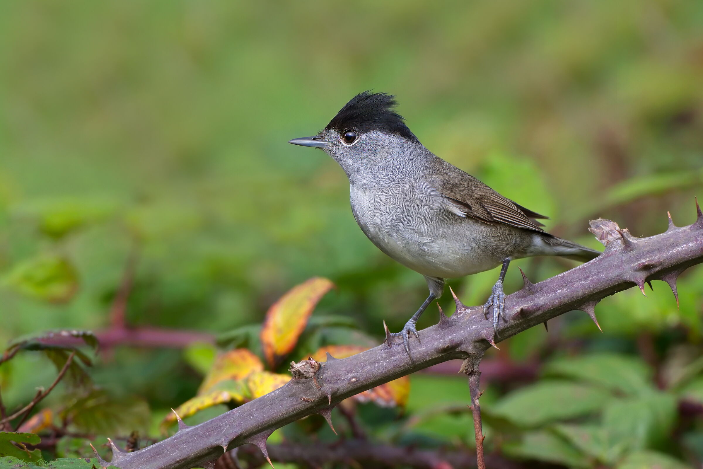 Blackcap (Sylvia atricapilla)