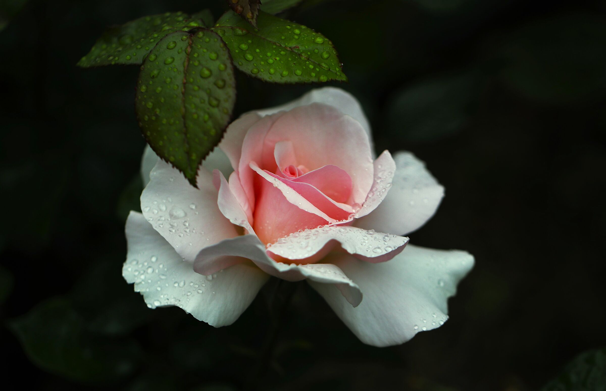 La rosa e la pioggia