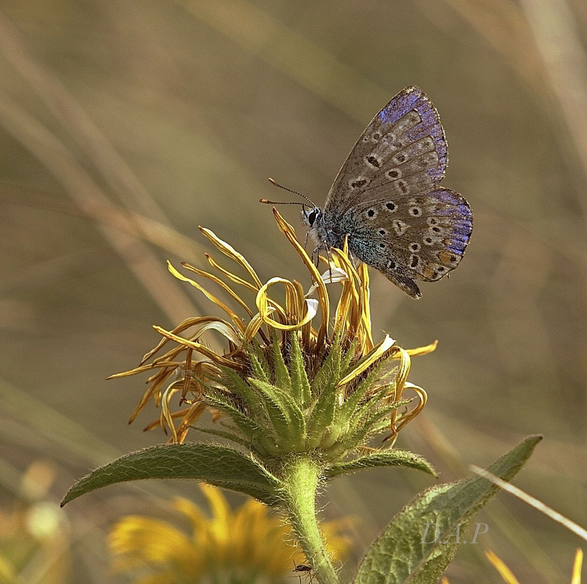 Examination macro Act II