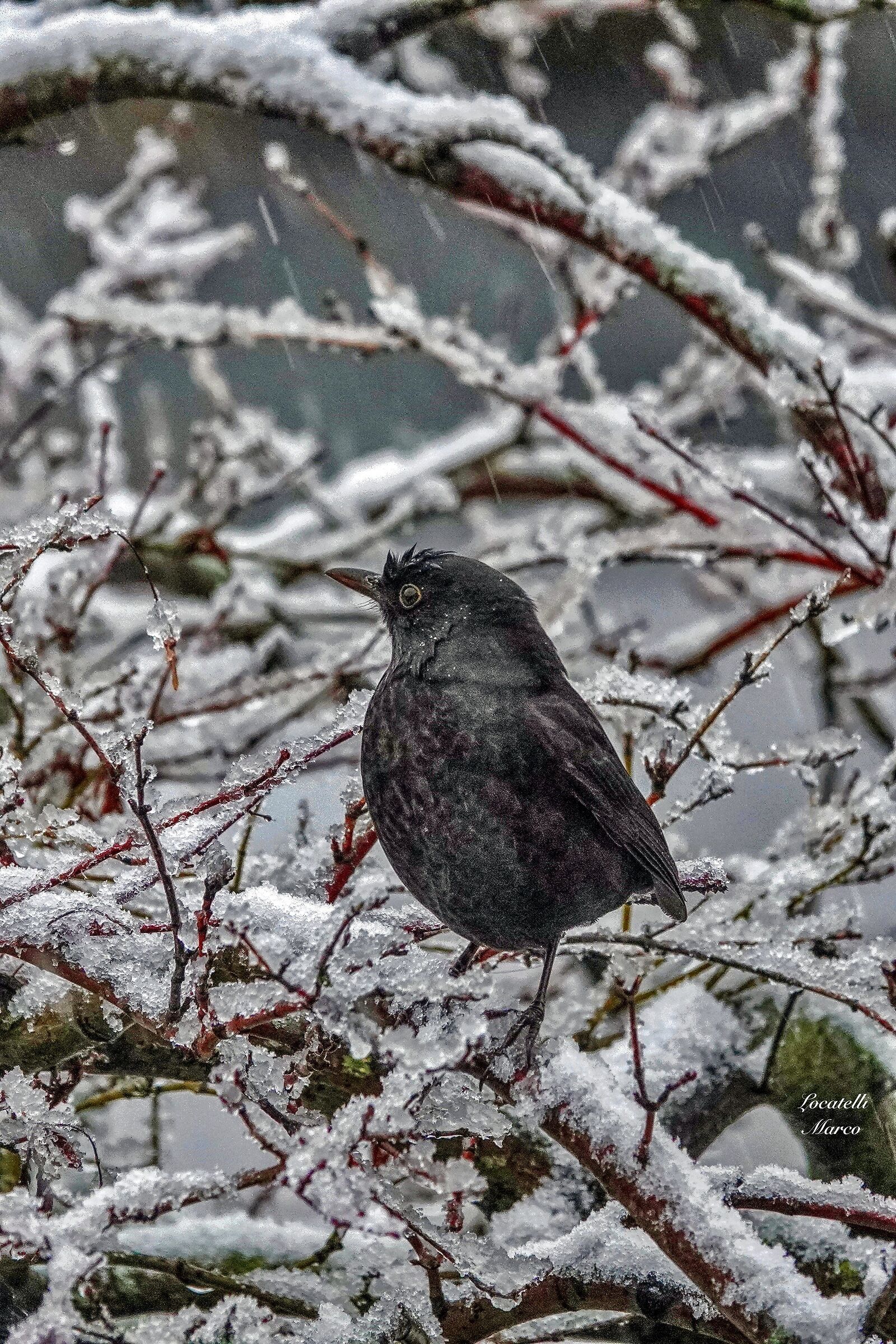 The first snow