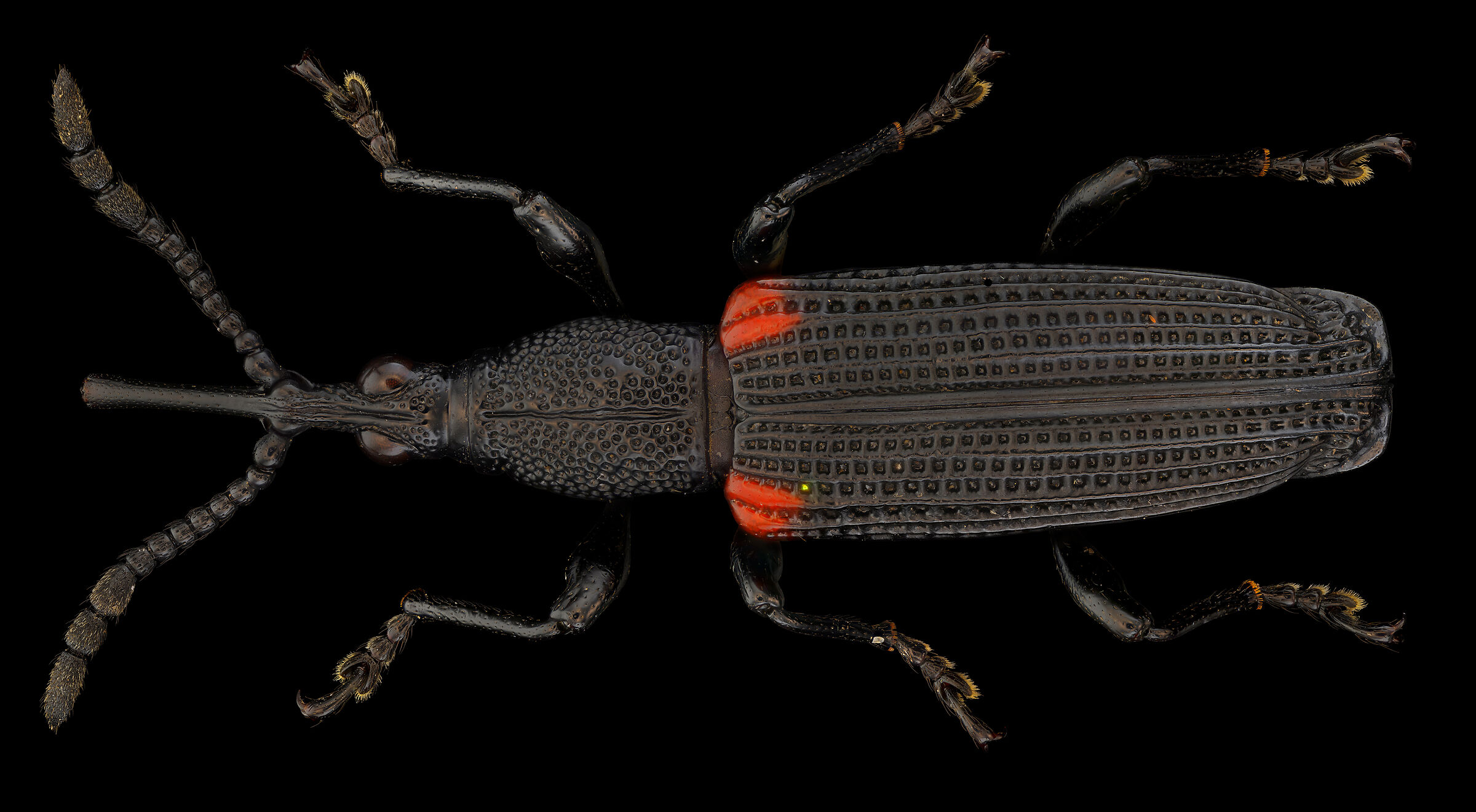 Zetophloeus pugionatus