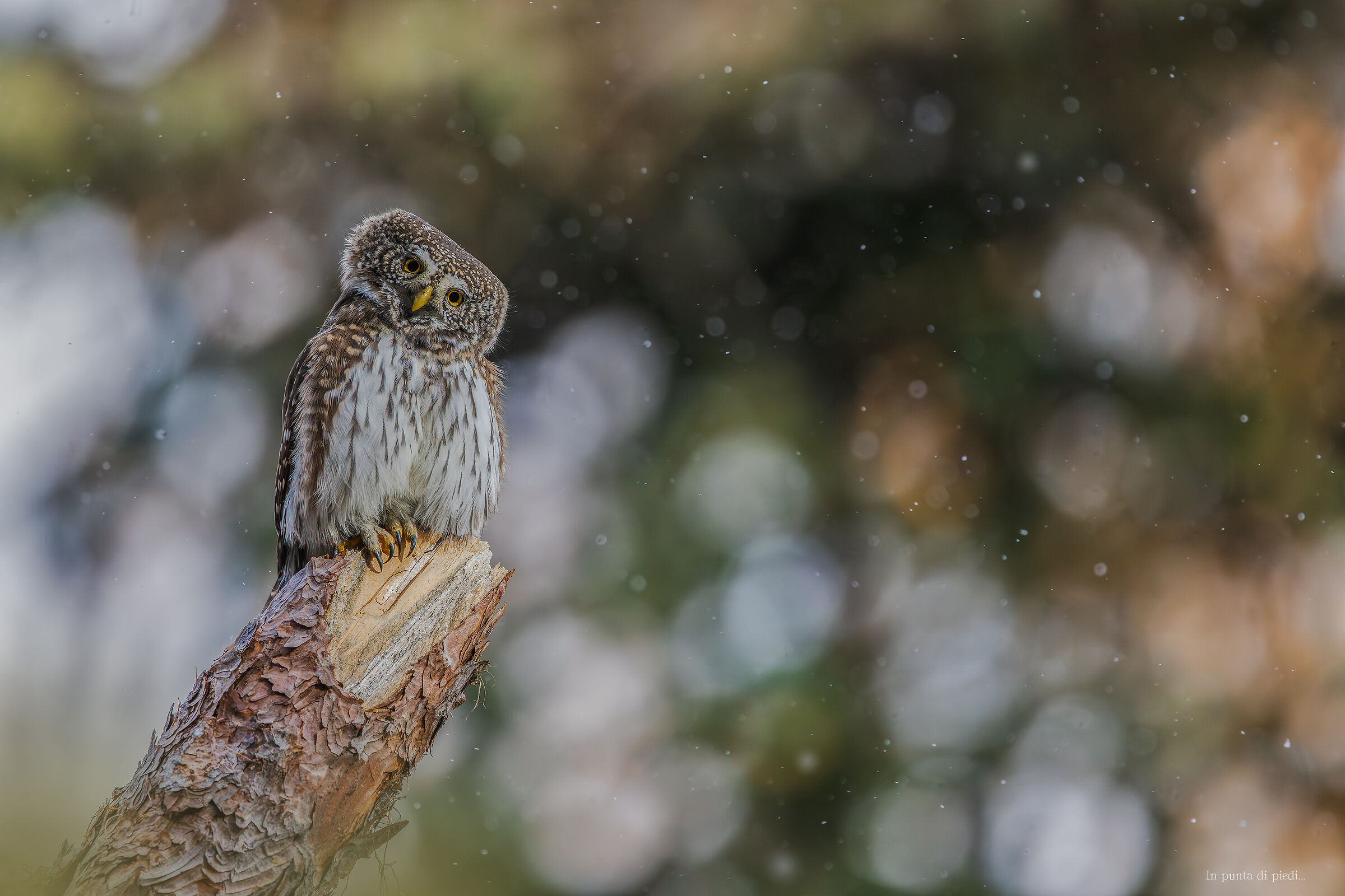 autumn miniature - glaucidium passerinum