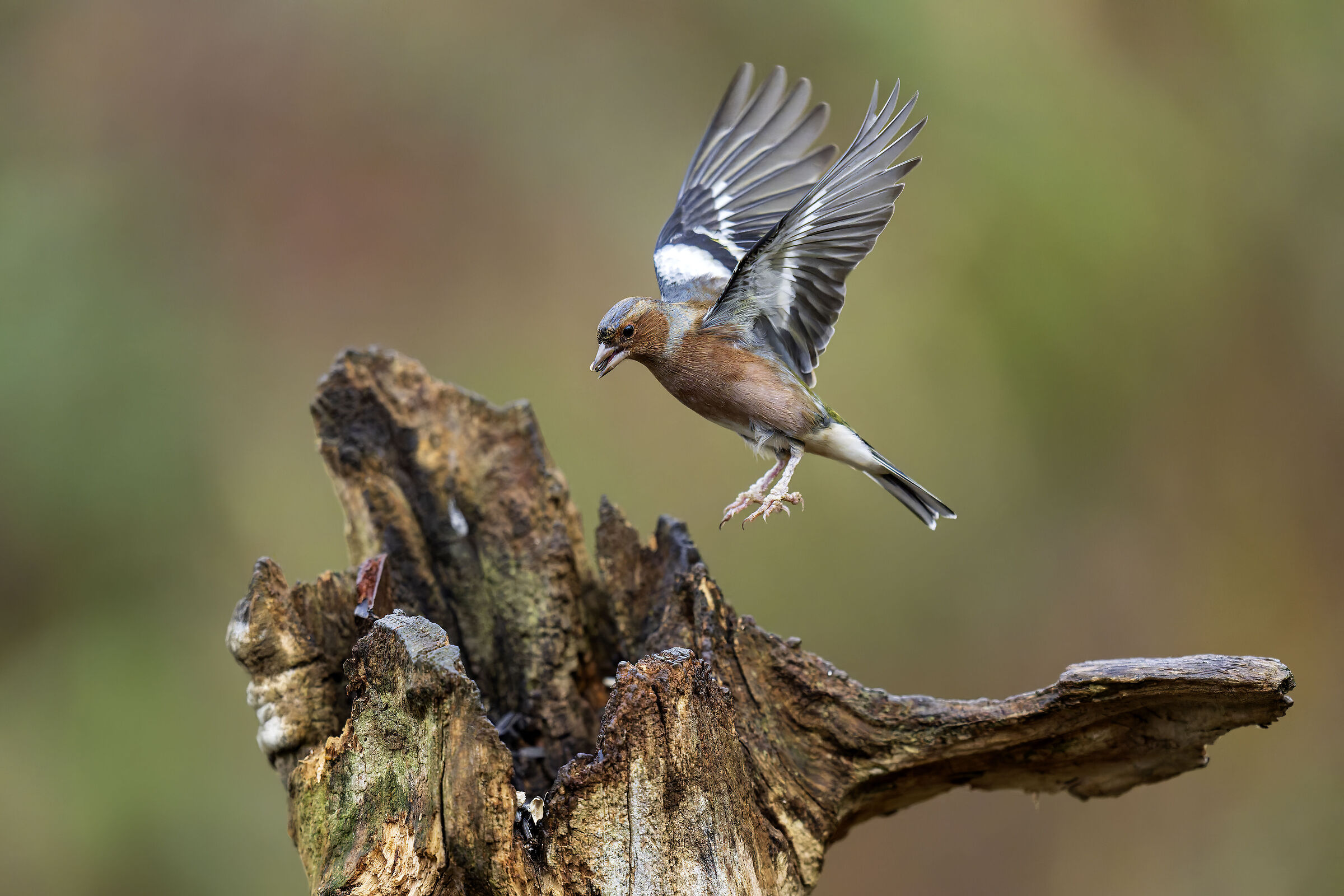 The arrival of the chaffinch