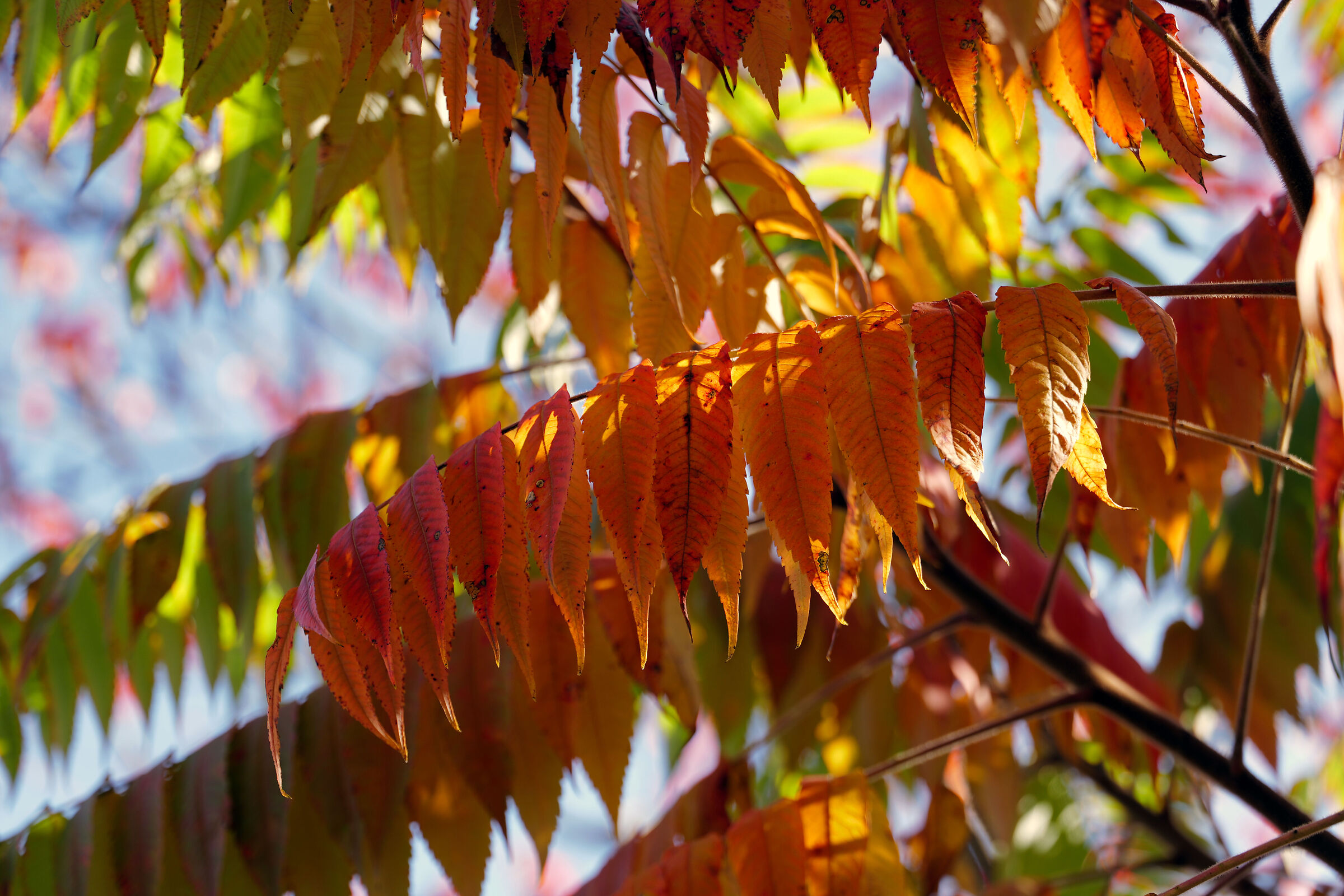 Colori Autunnali