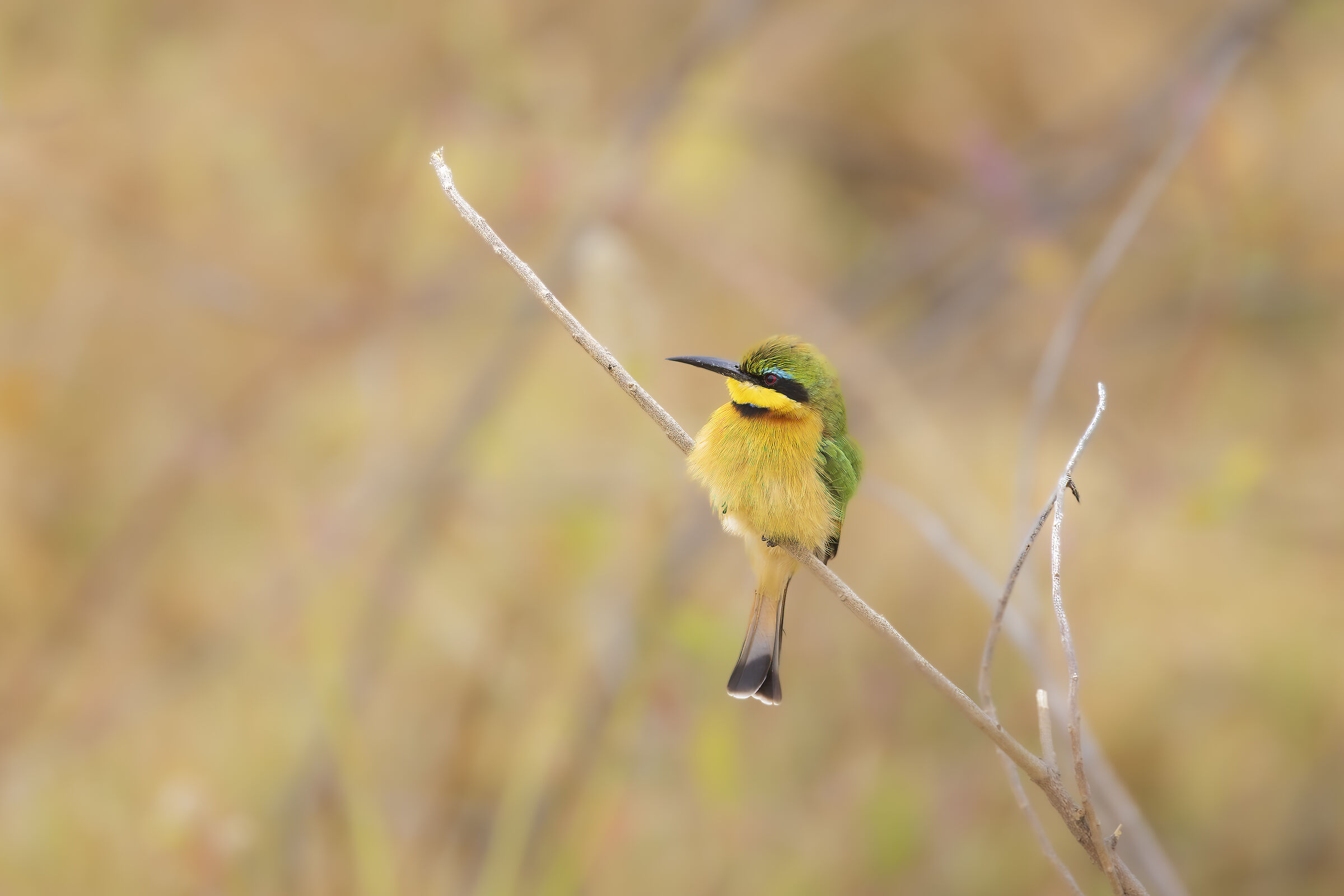 Botswana luglio 2022. Bee-eater