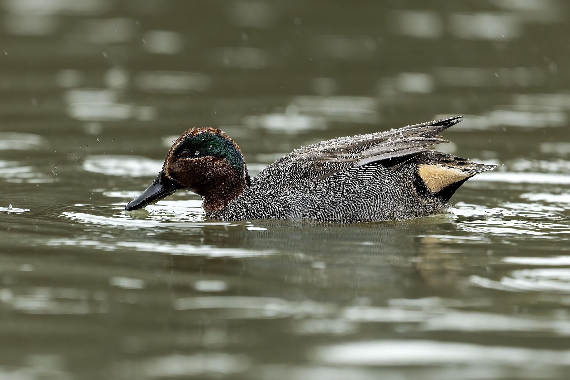 The teal in the rain