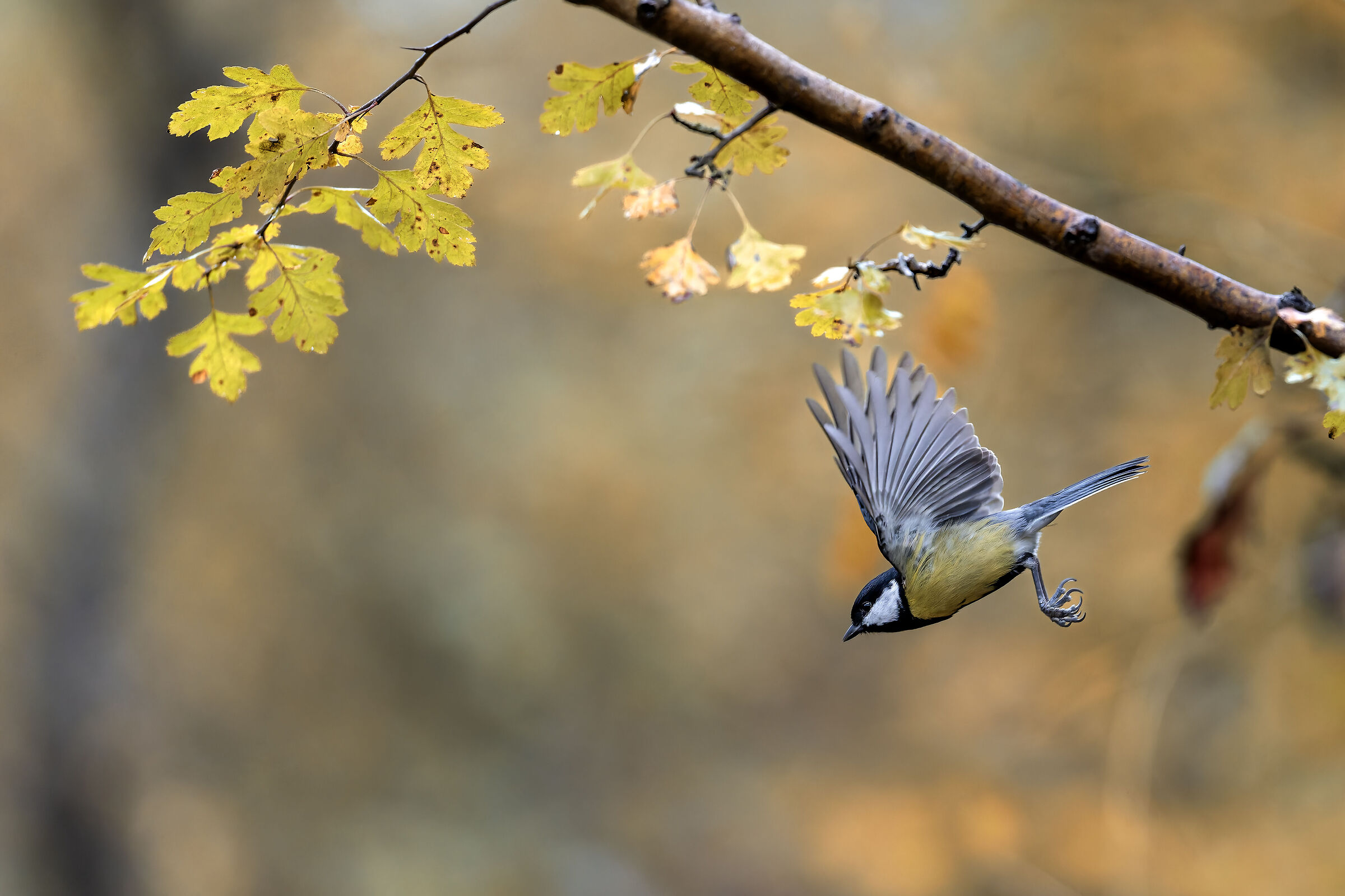 Small autumn flights