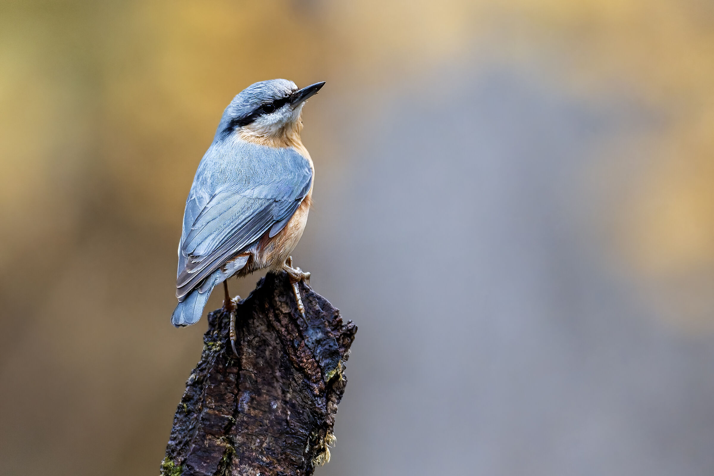 The nuthatch