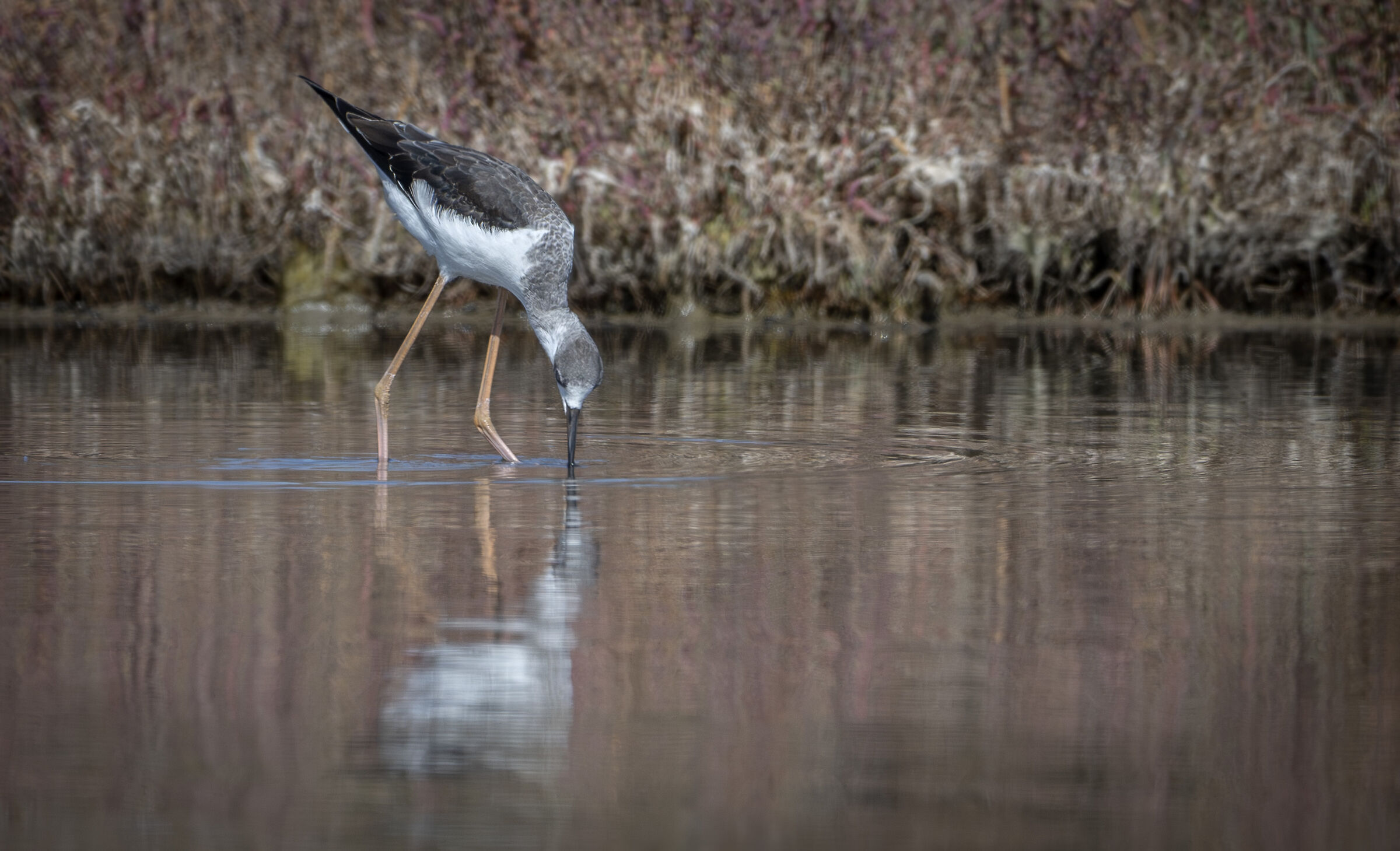 Black-winged Stilt
