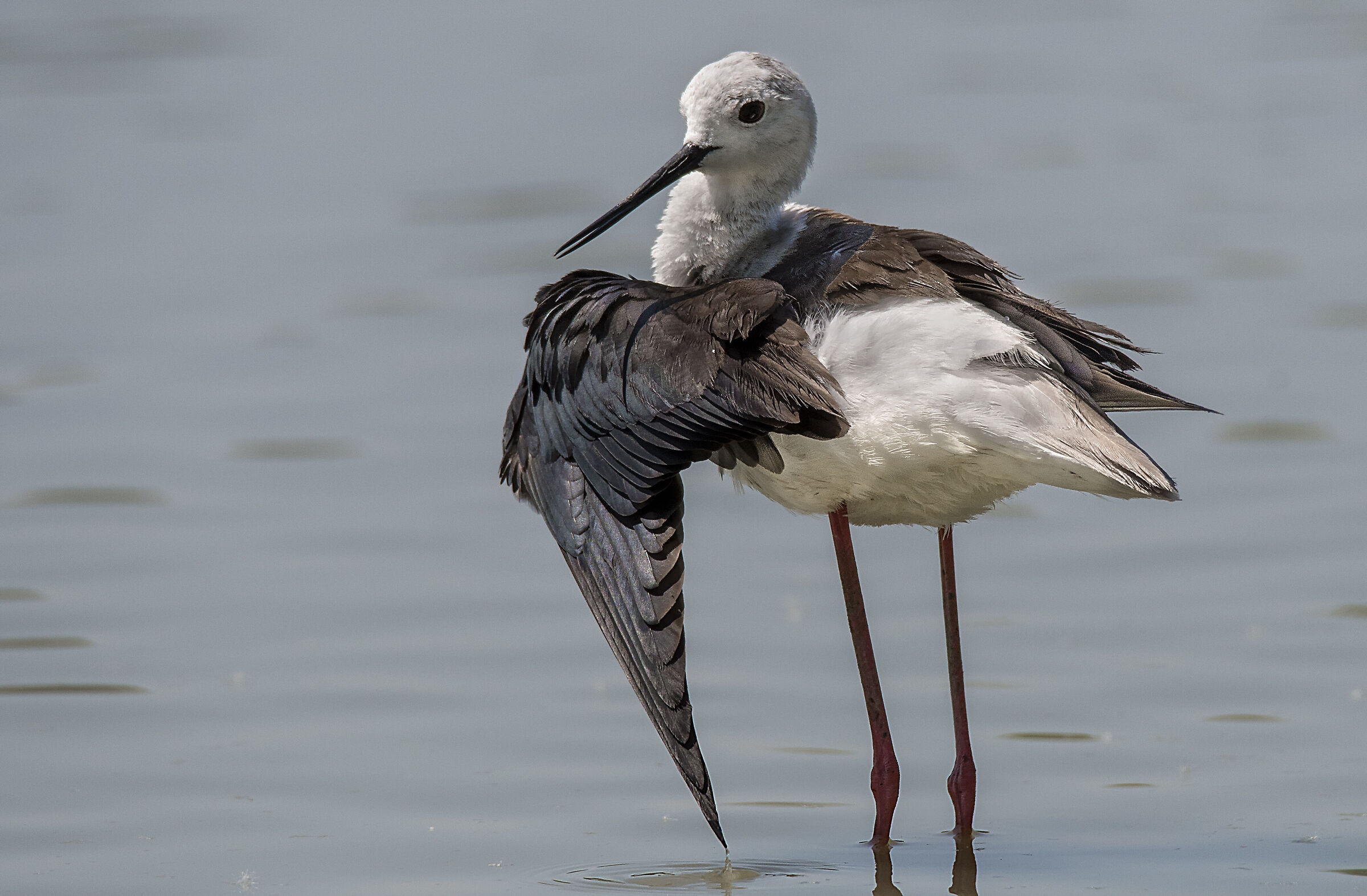 Black-winged Stilt
