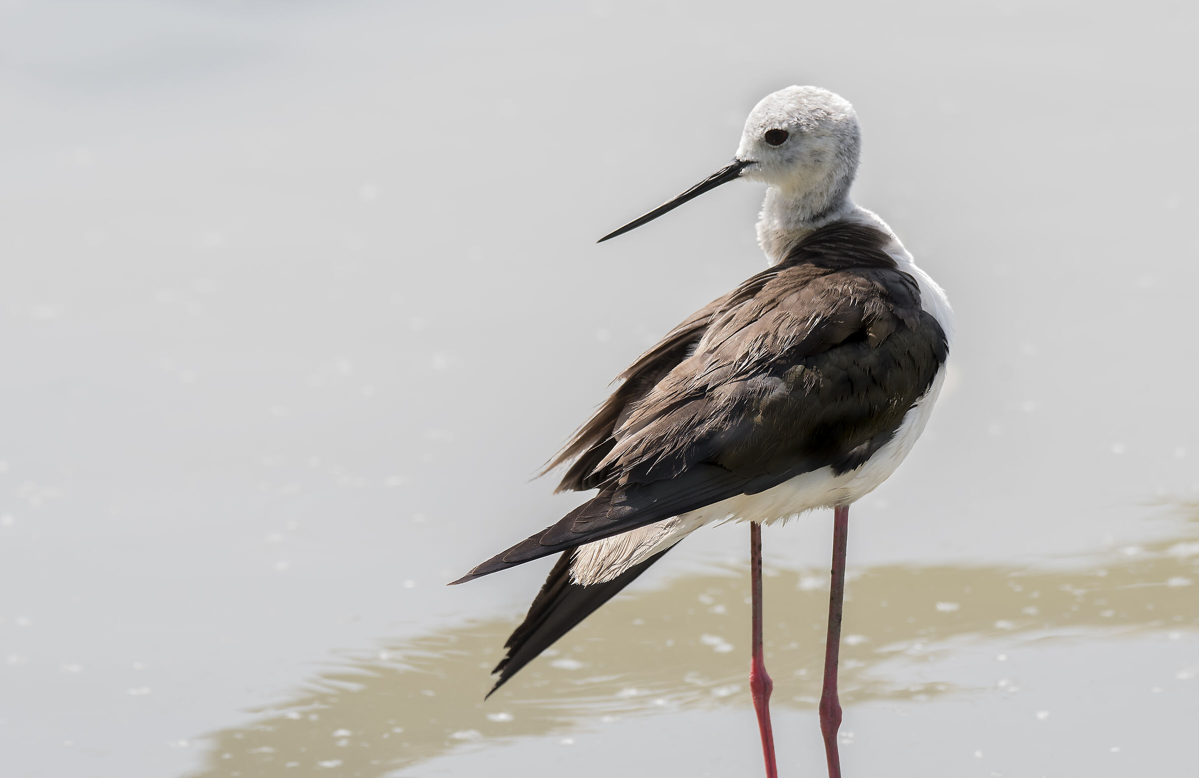 Black-winged Stilt