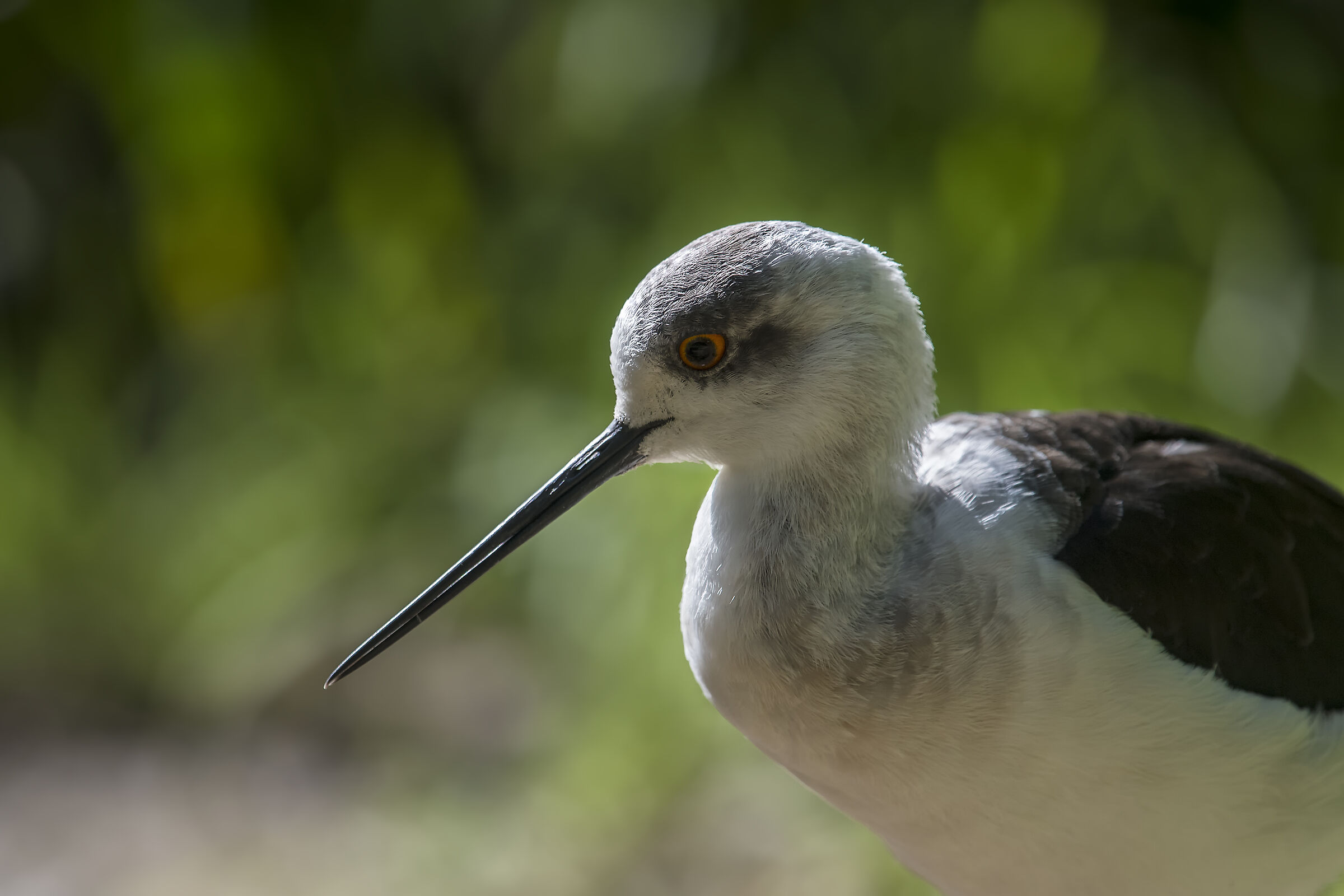 Black-winged Stilt