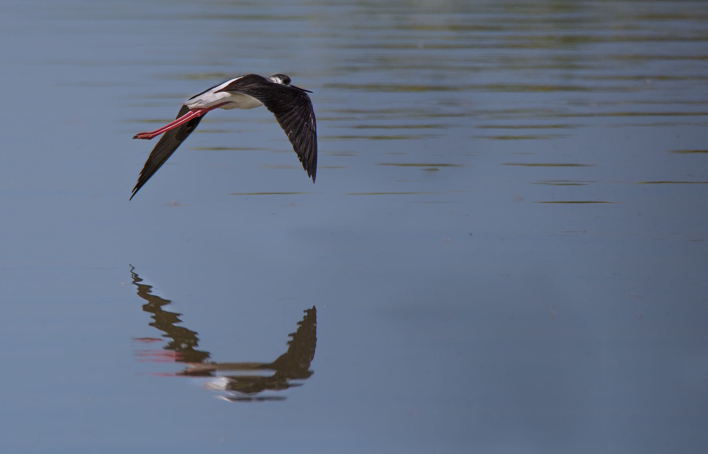 Black-winged Stilt