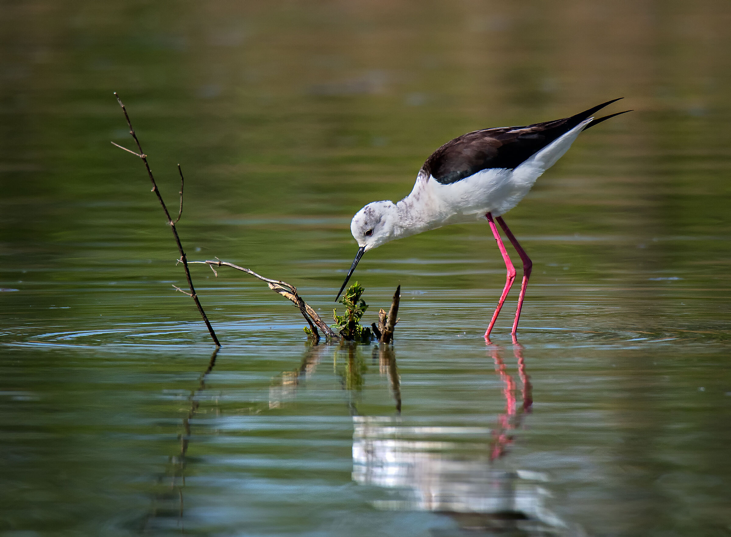 Black-winged Stilt