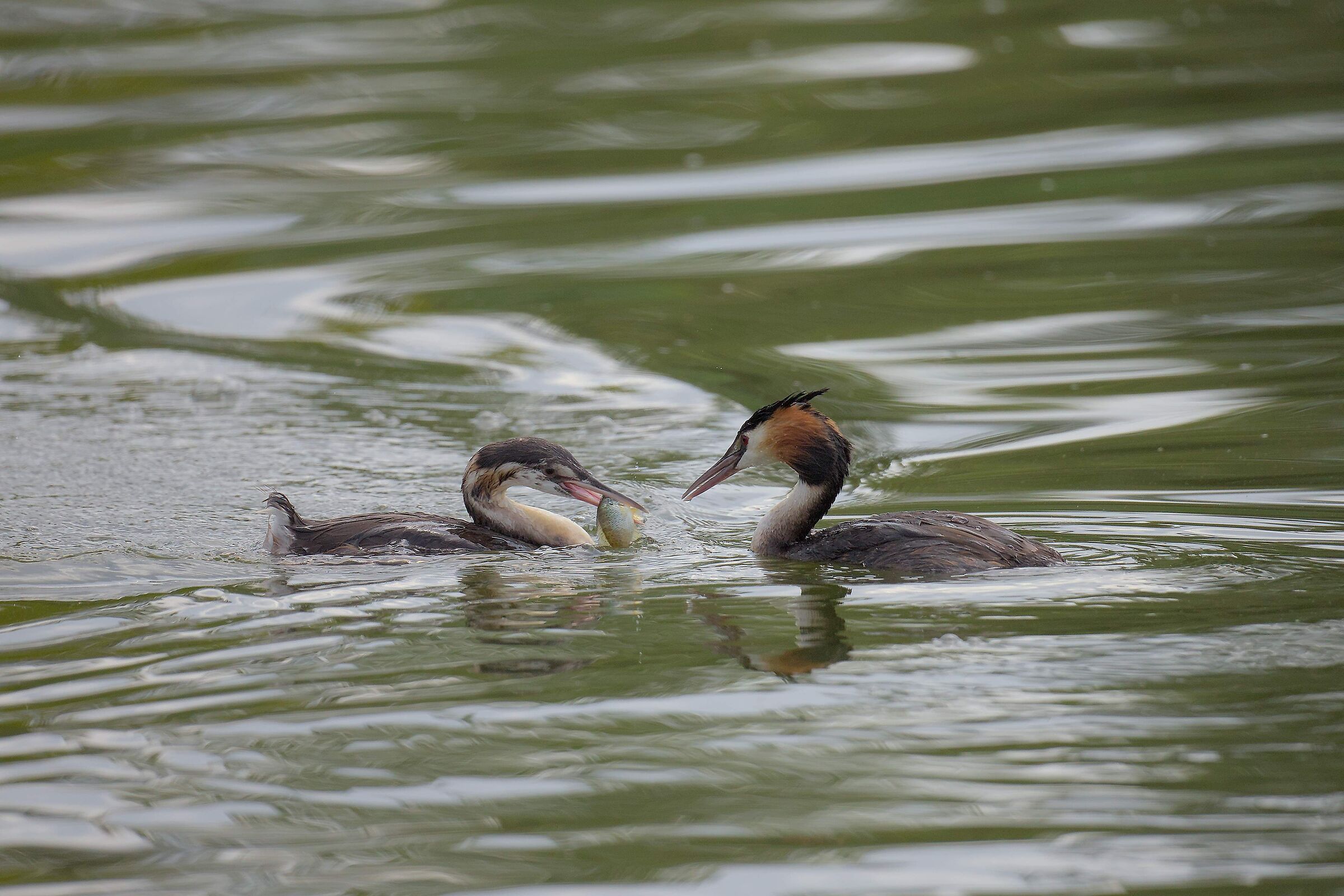 here comes the gruel!!