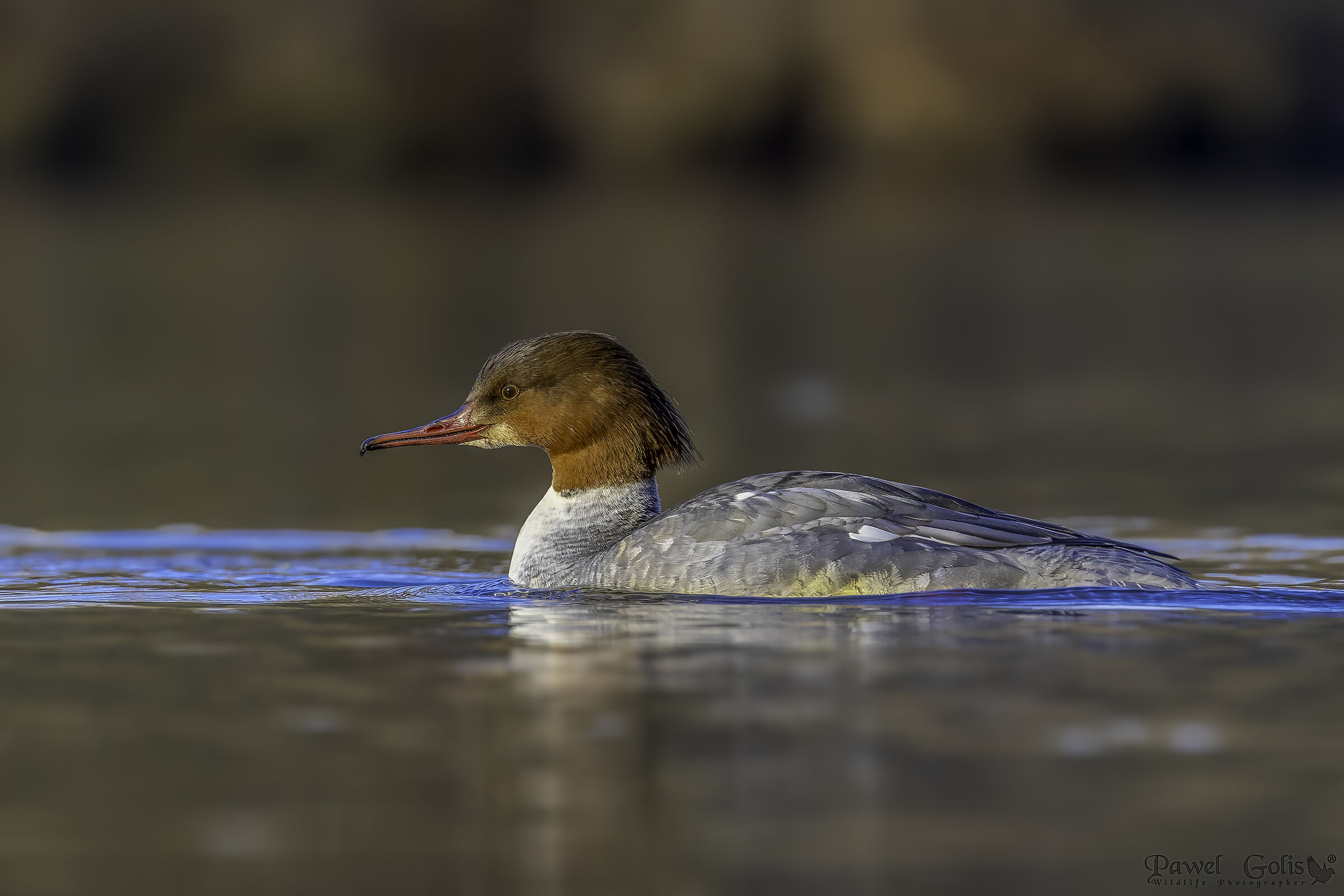 Mergus merganser (Common Merganser)