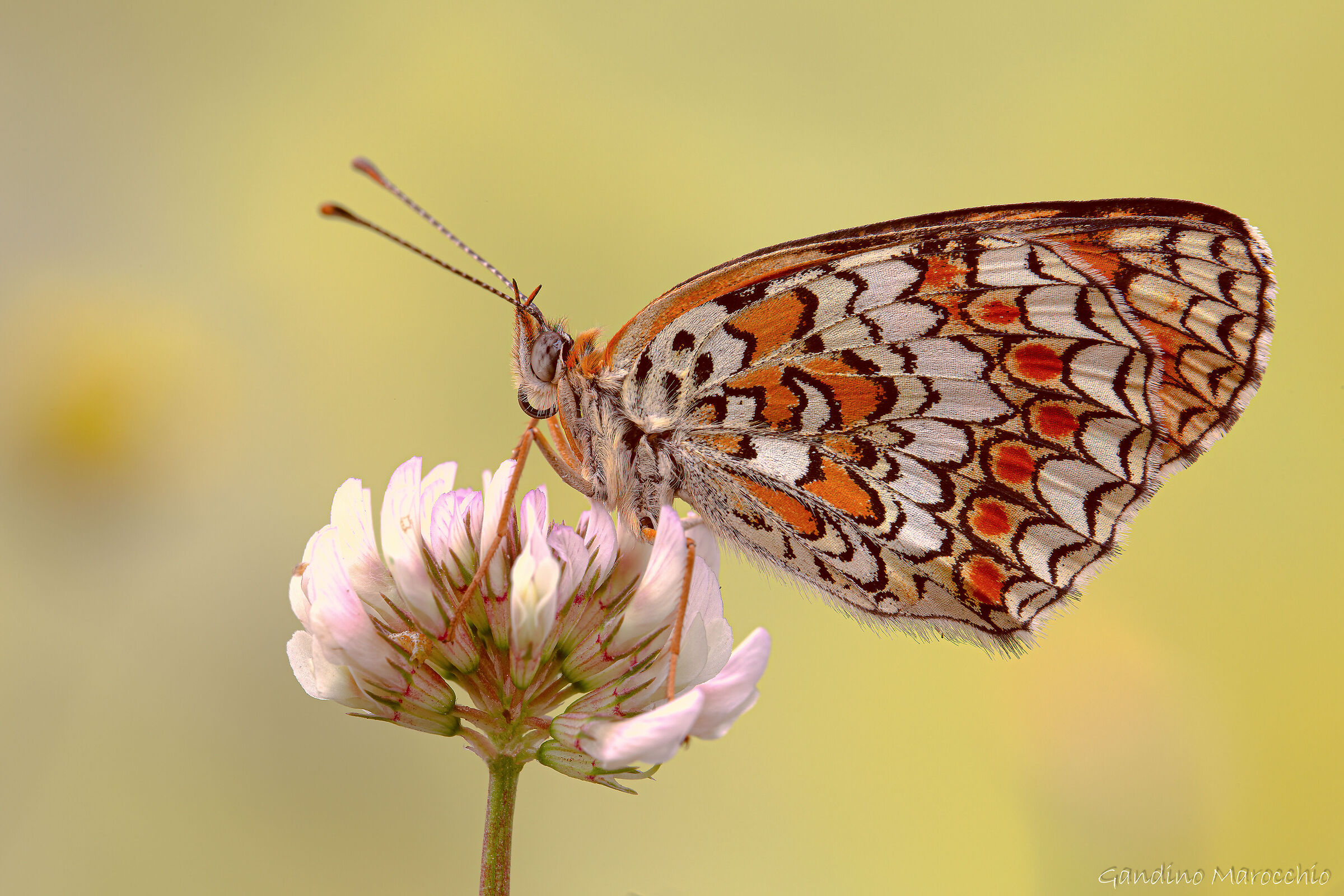 Melitaea phoebe