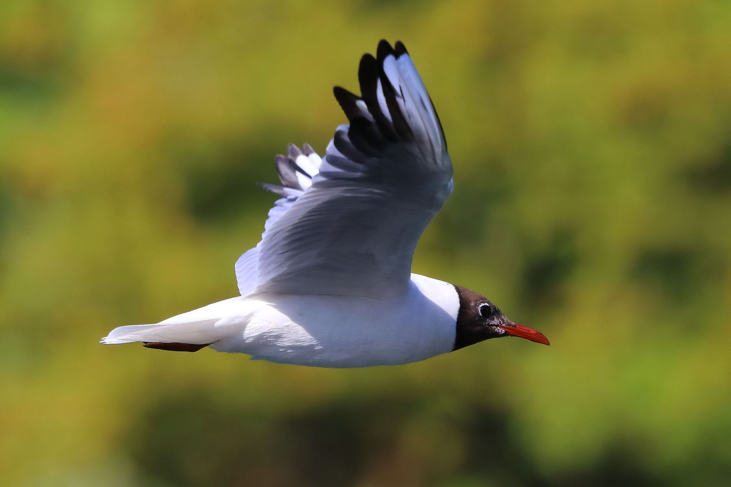 Gabbiano C 10 luglio 2025 - 0134