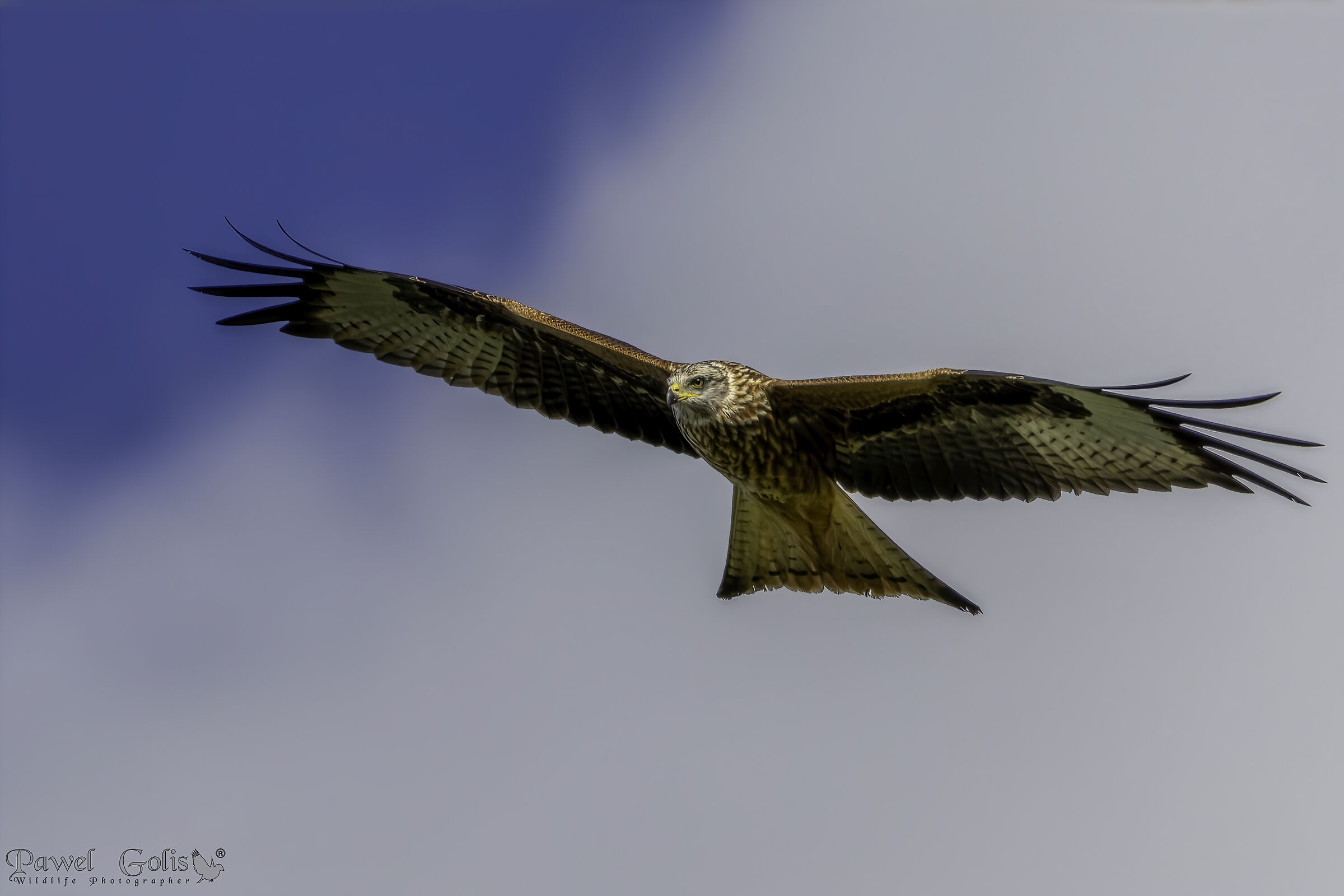 Red Kite (Milvus milvus)