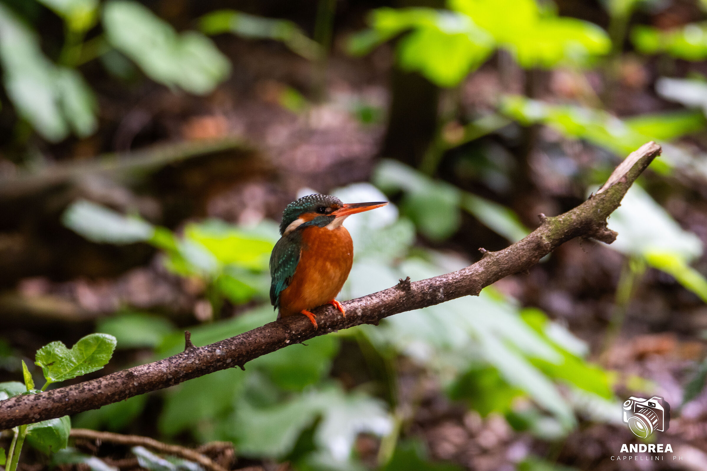 Kingfisher waiting