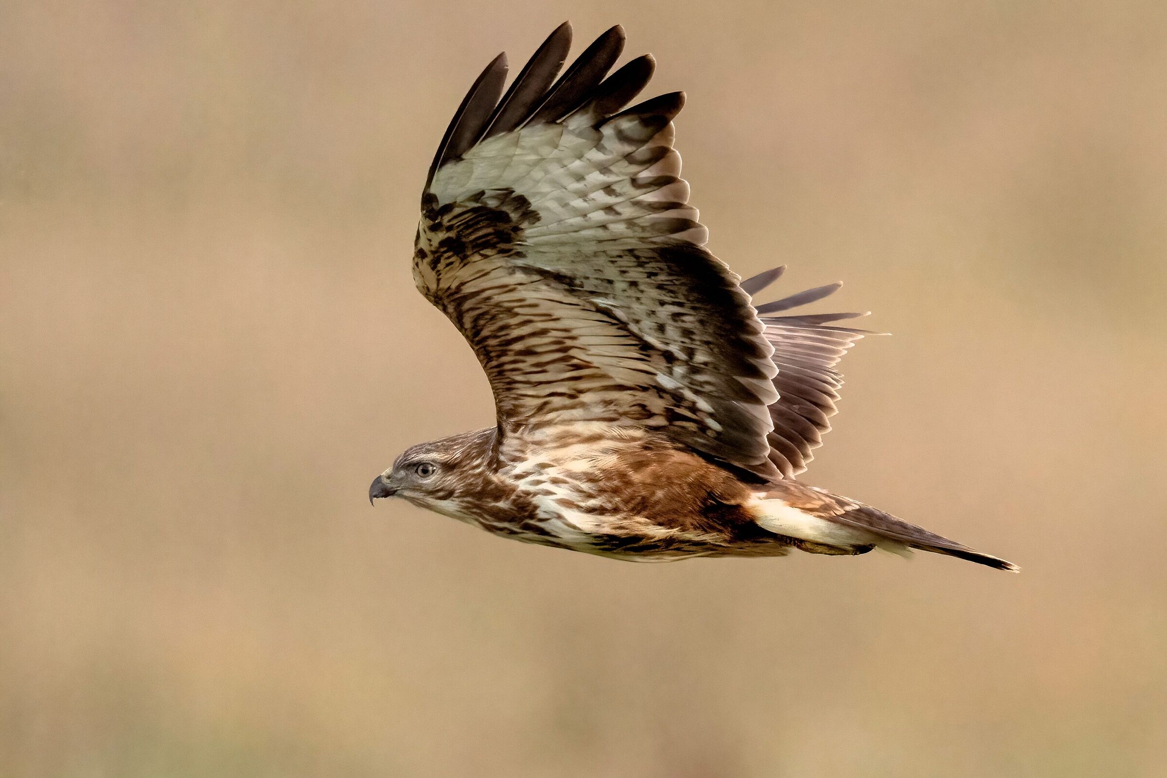 Poiana (Buteo buteo)