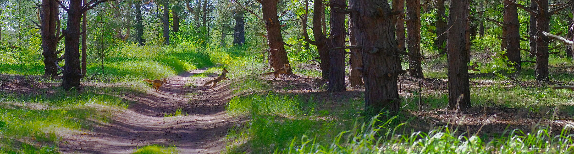 4 foxes (panorama)