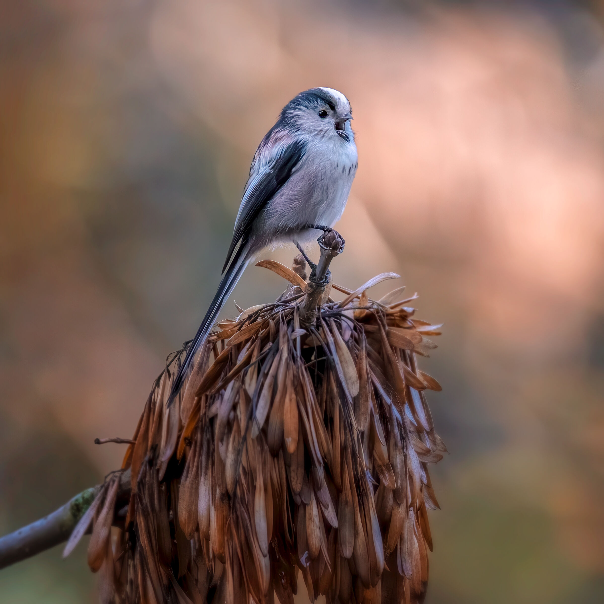 Codibugnolo canterino