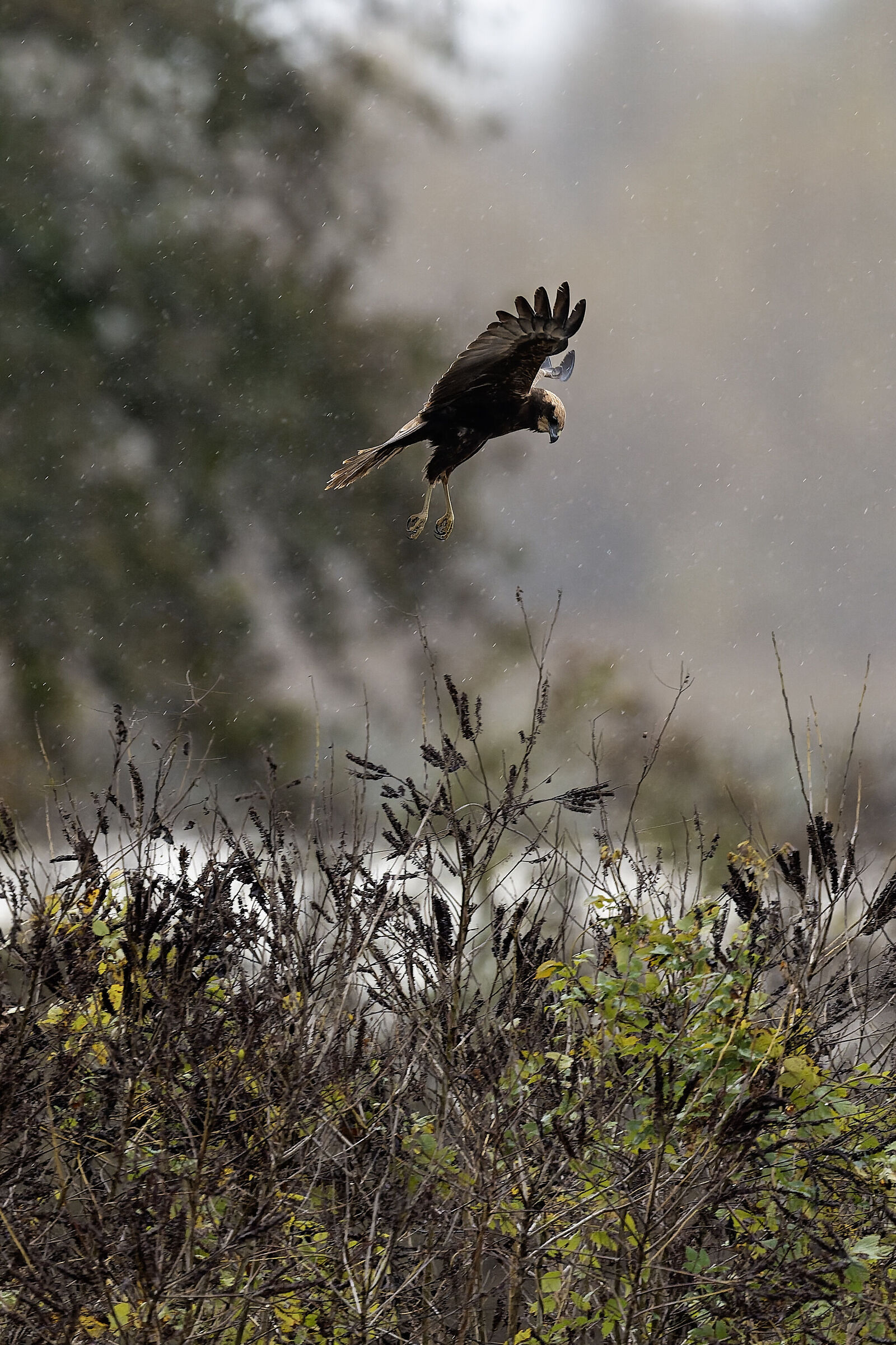 Young marsh harrier in the rain
