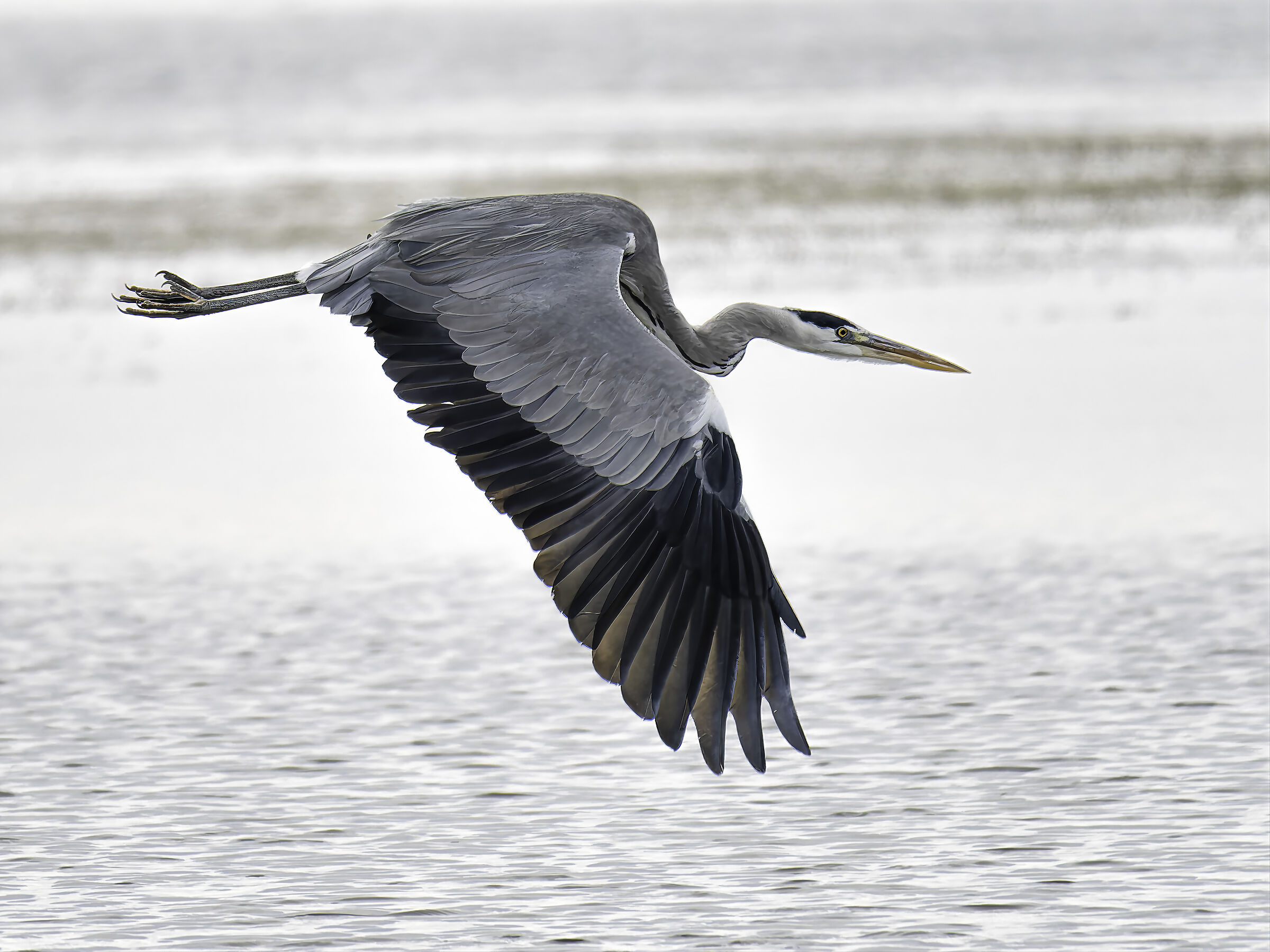 Grey heron