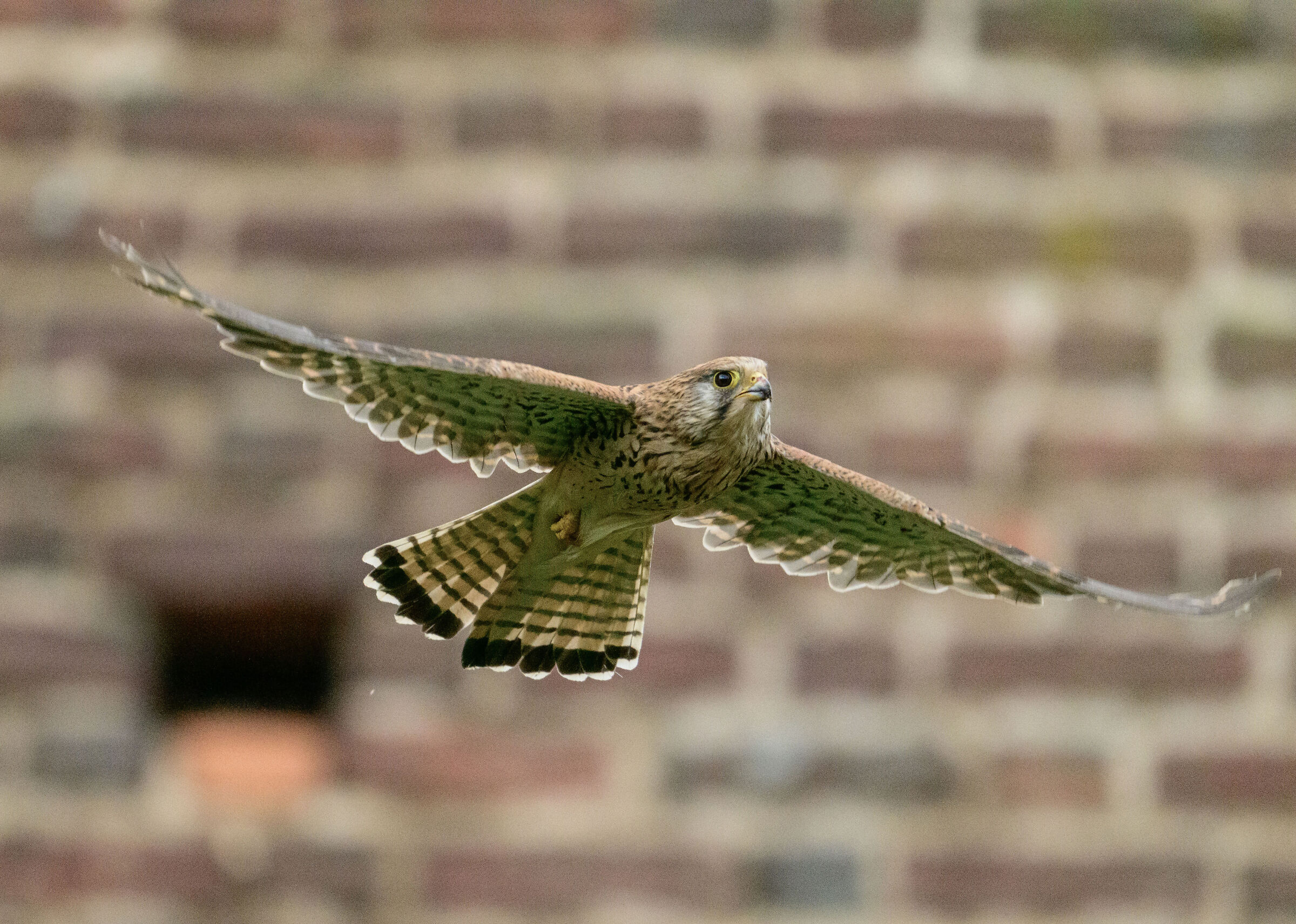kestrel