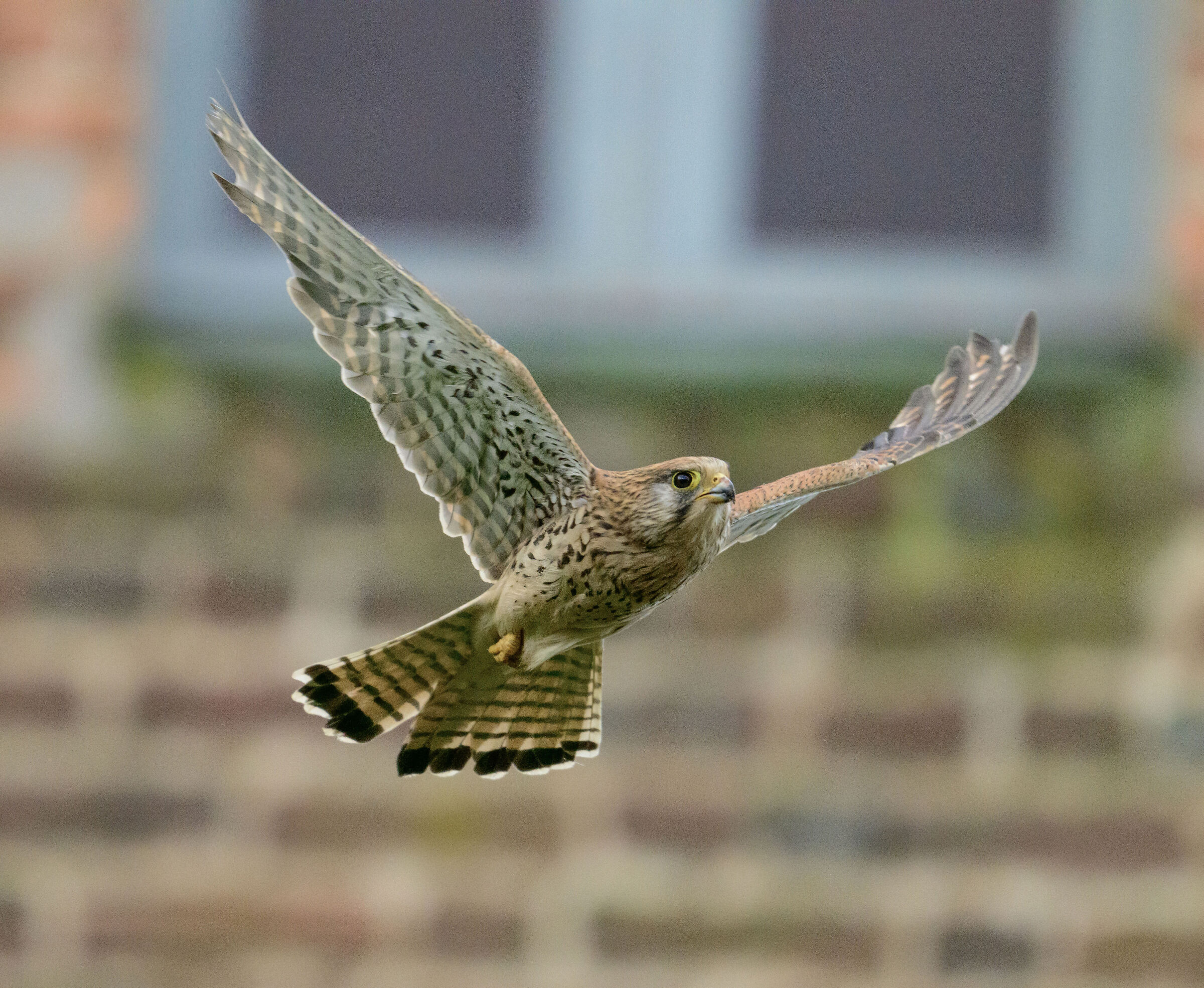 kestrel