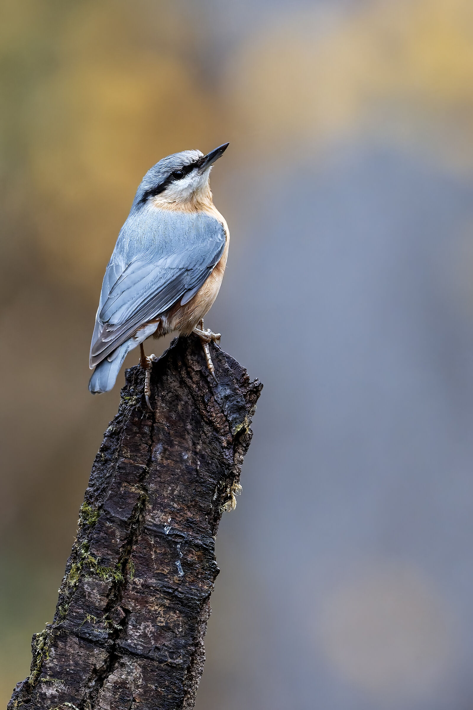 Wood nuthatch