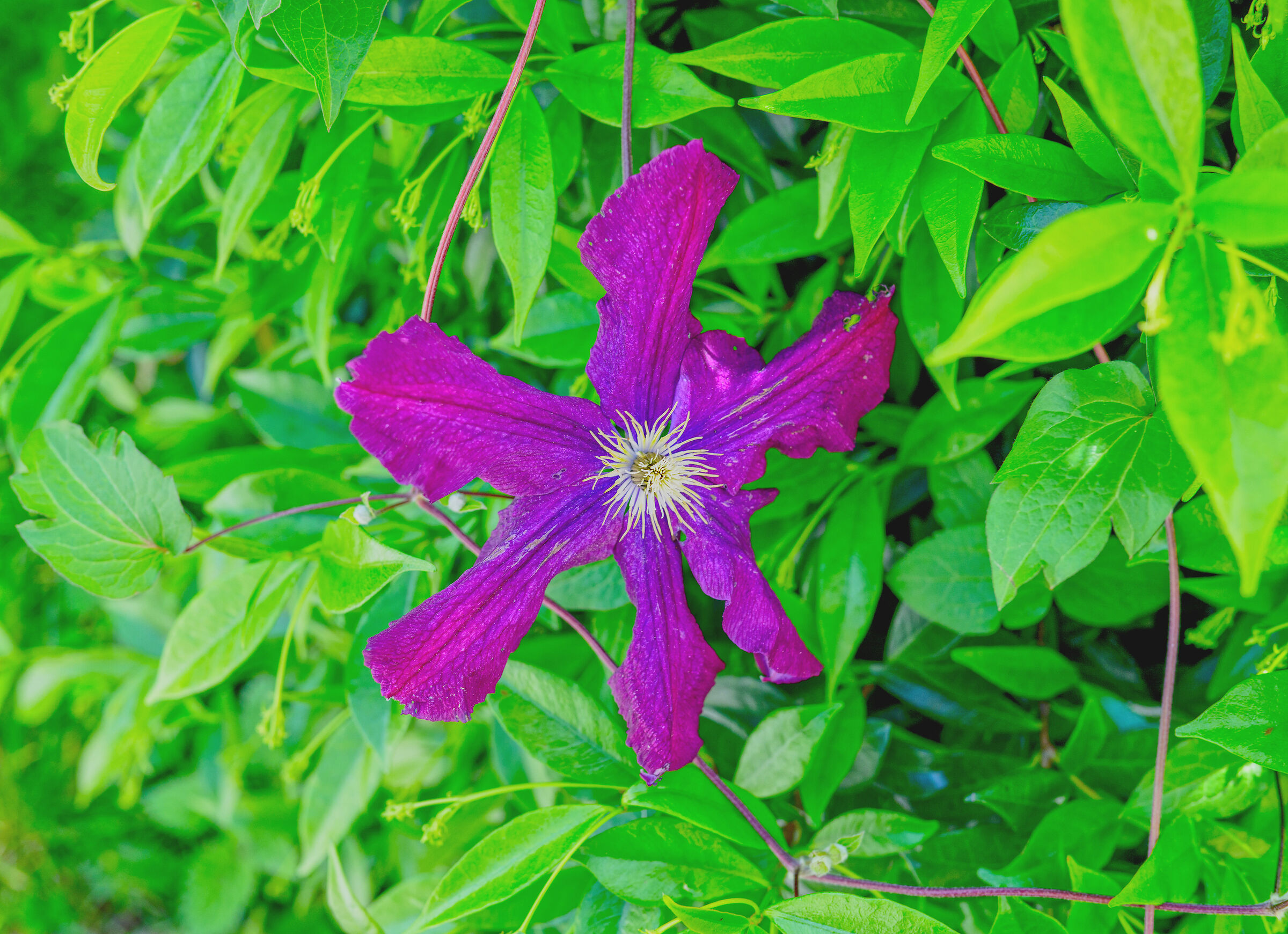 clematis viticella