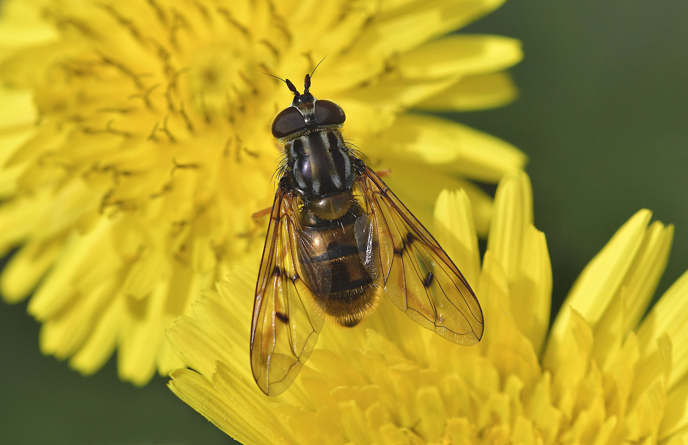 Ferdinandea on yellow flower