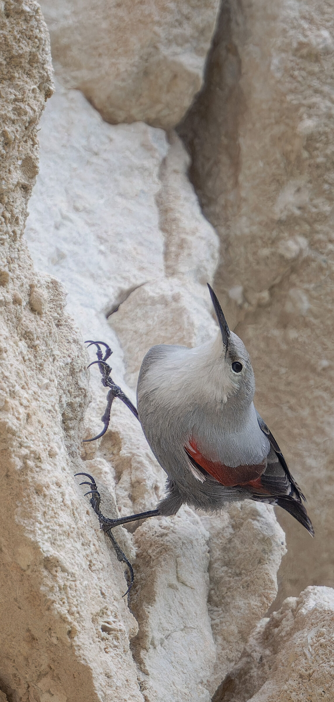 Wallcreeper