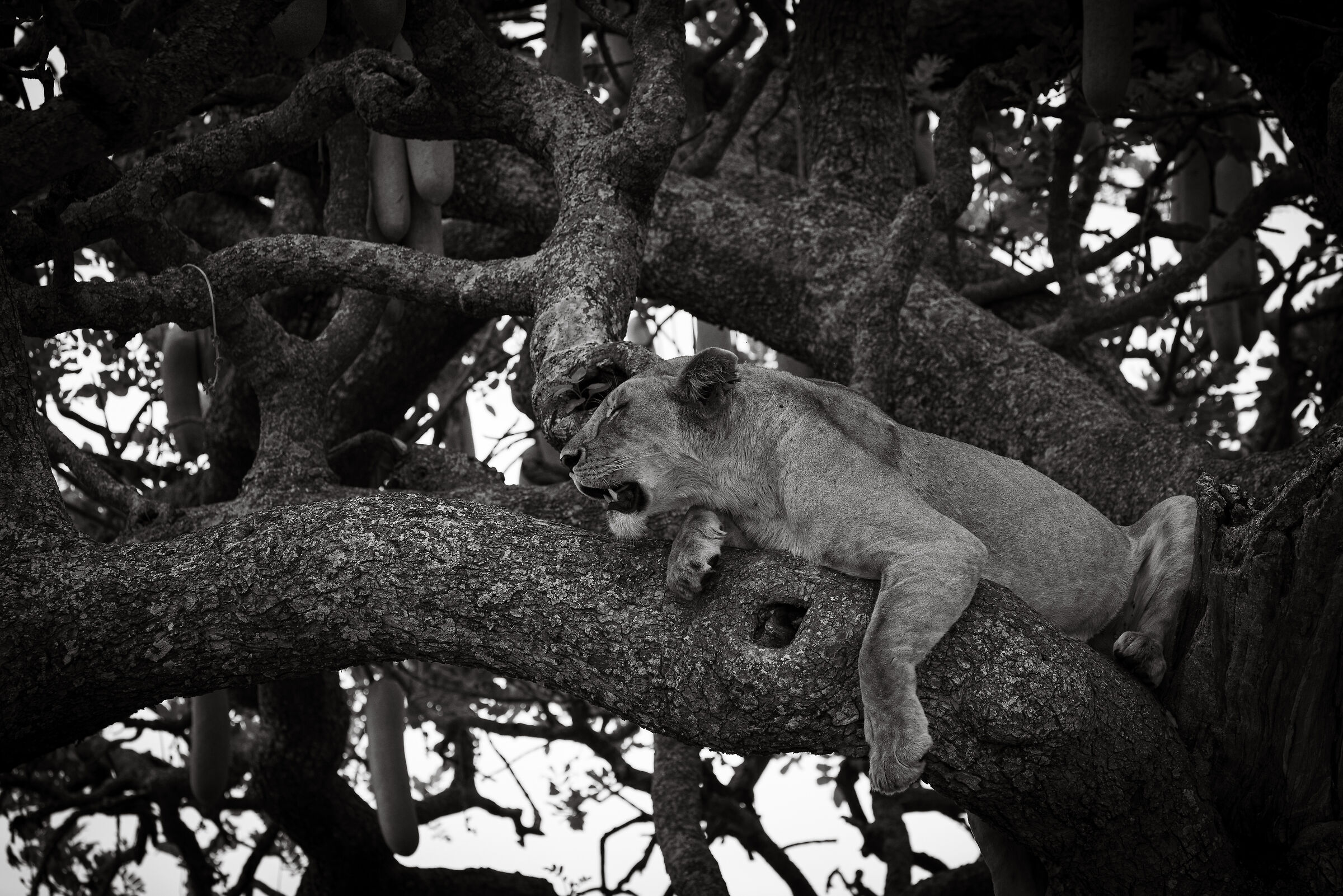 On the tree - Serengeti National Park