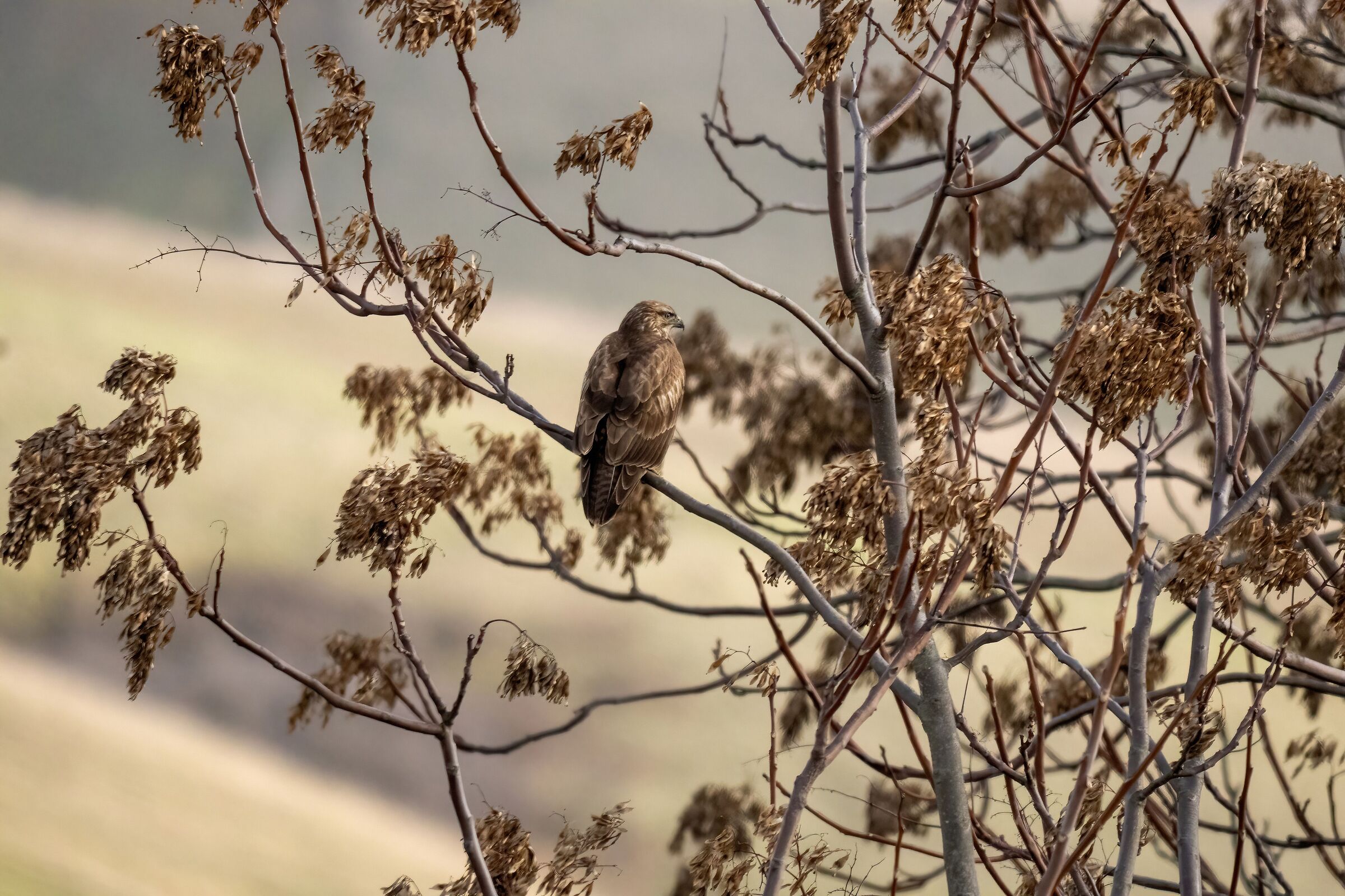 Poiana (Buteo buteo)