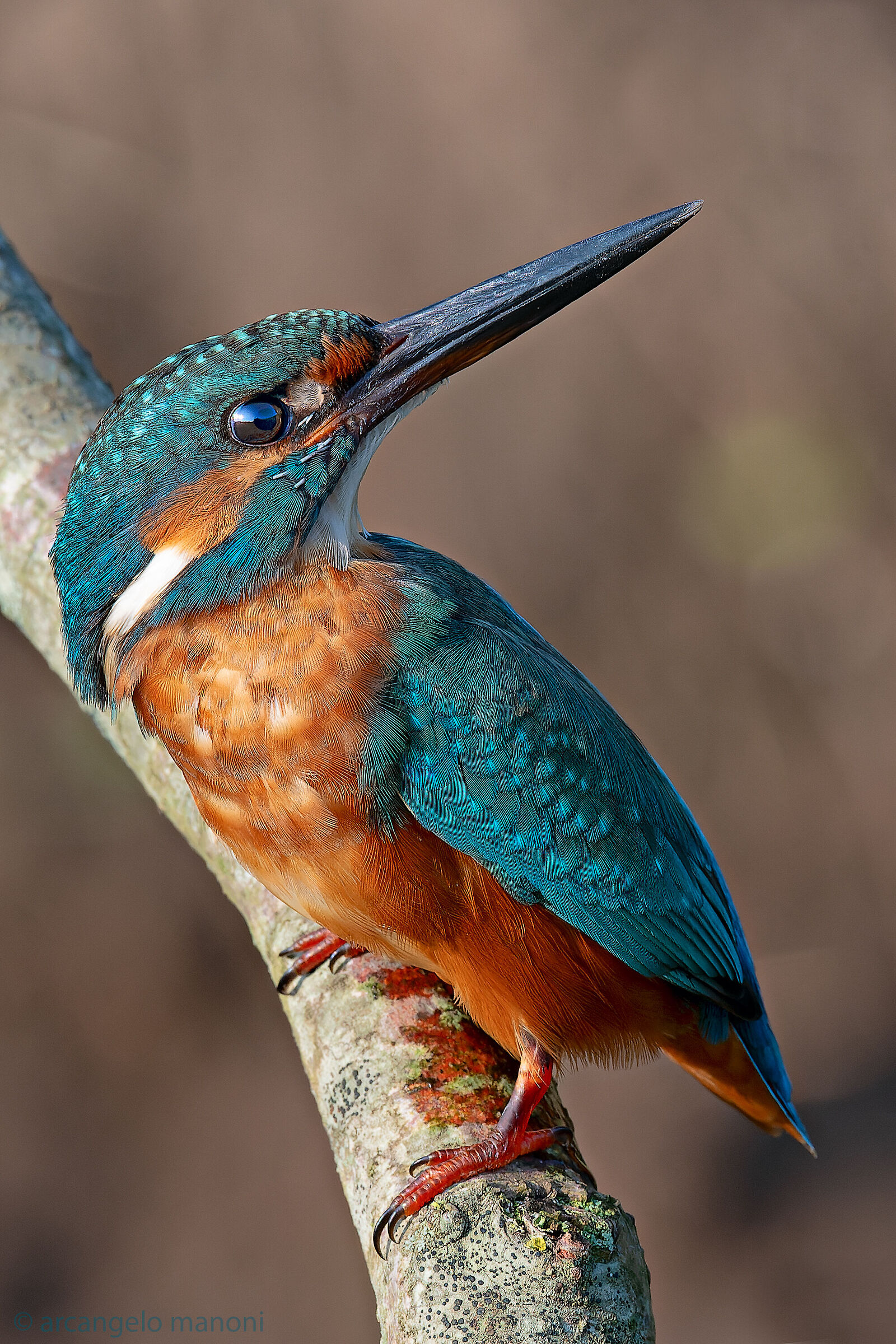 Il martino che fa il torcicollo