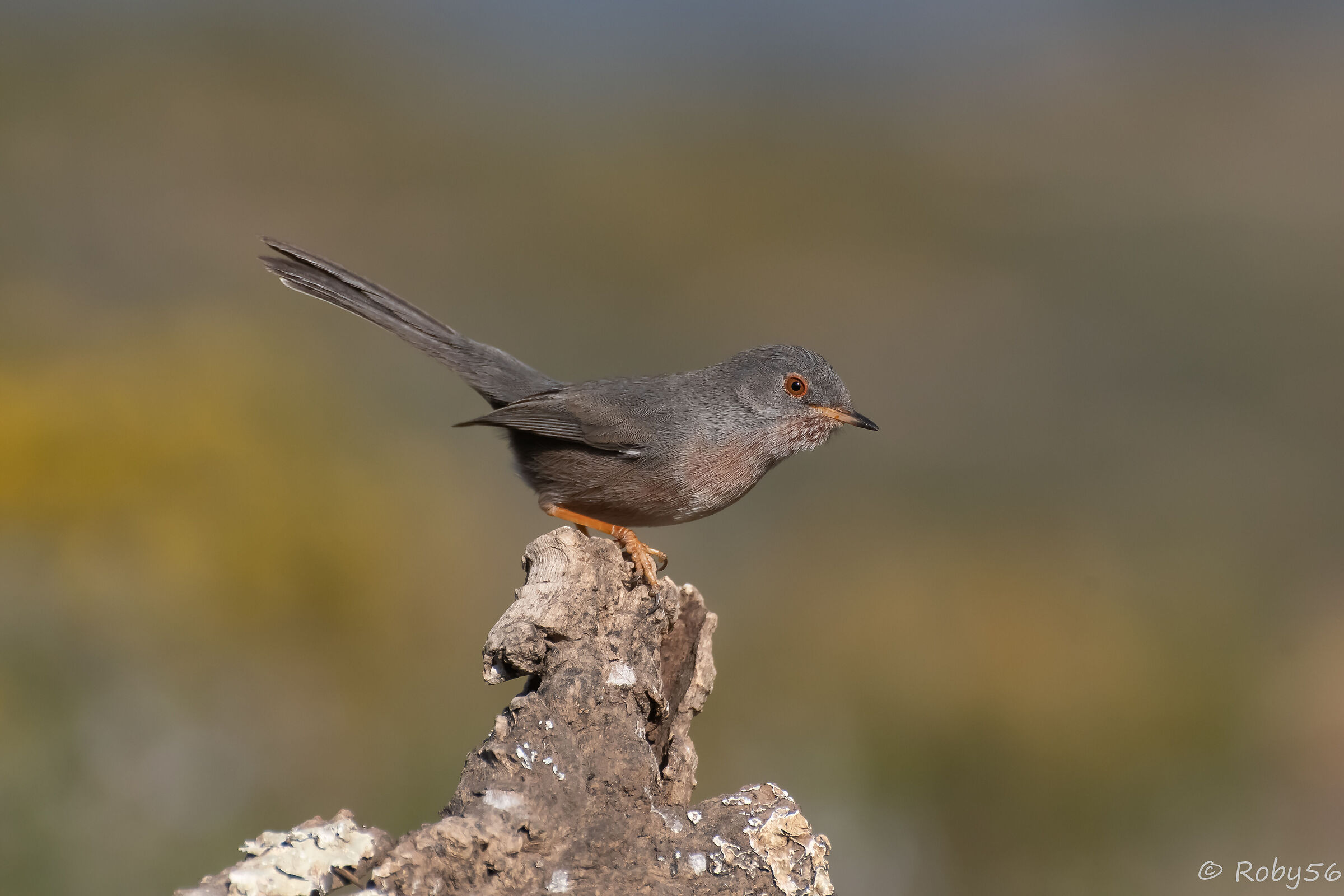 Dartford warbler..
