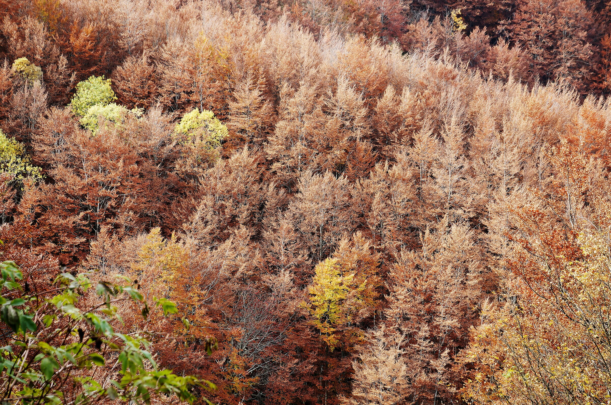 Foliage in alta Val Parma