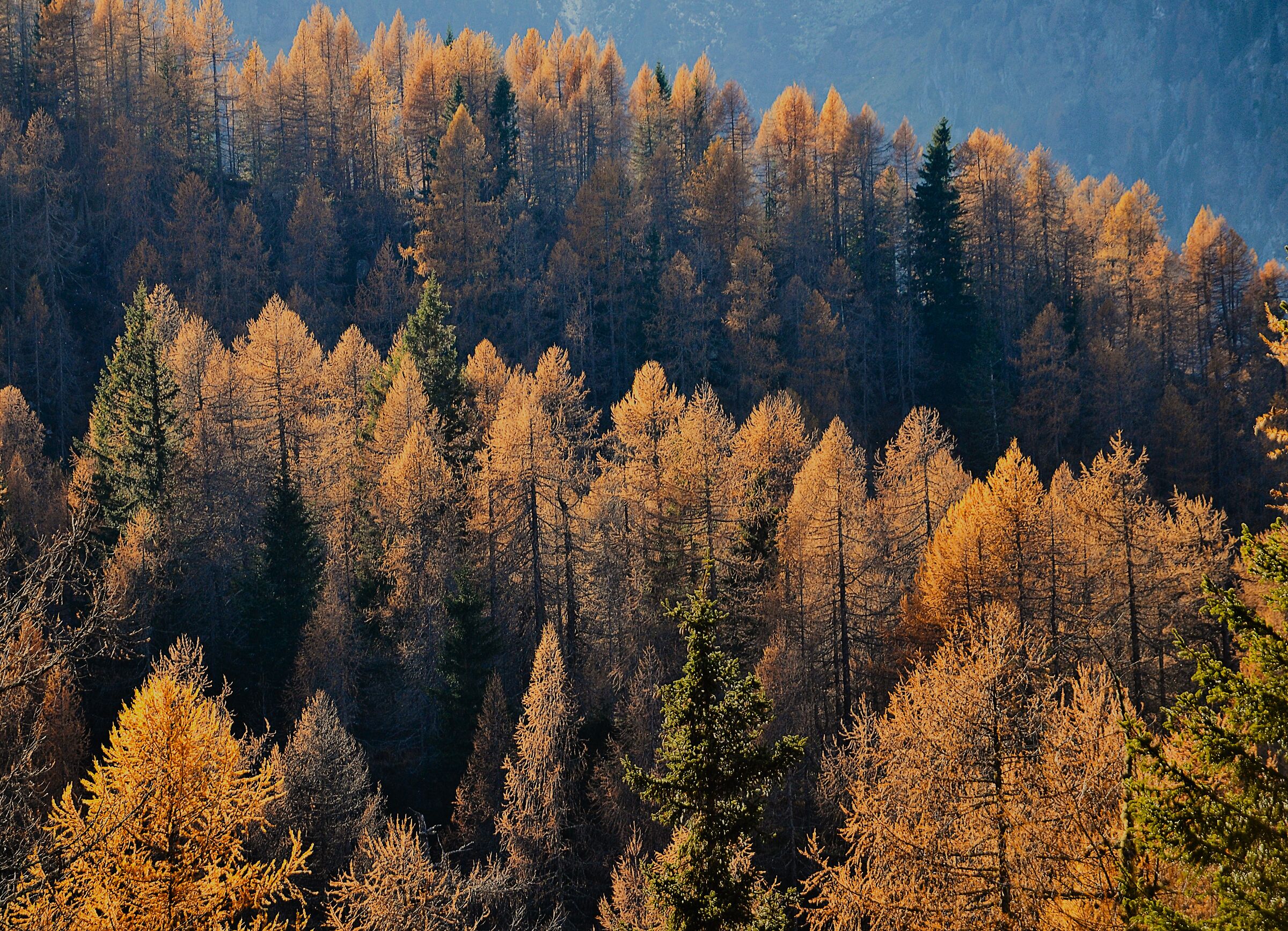 Larici autunnali Val di Genova