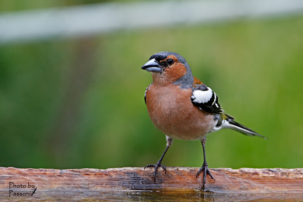 Chaffinch!
