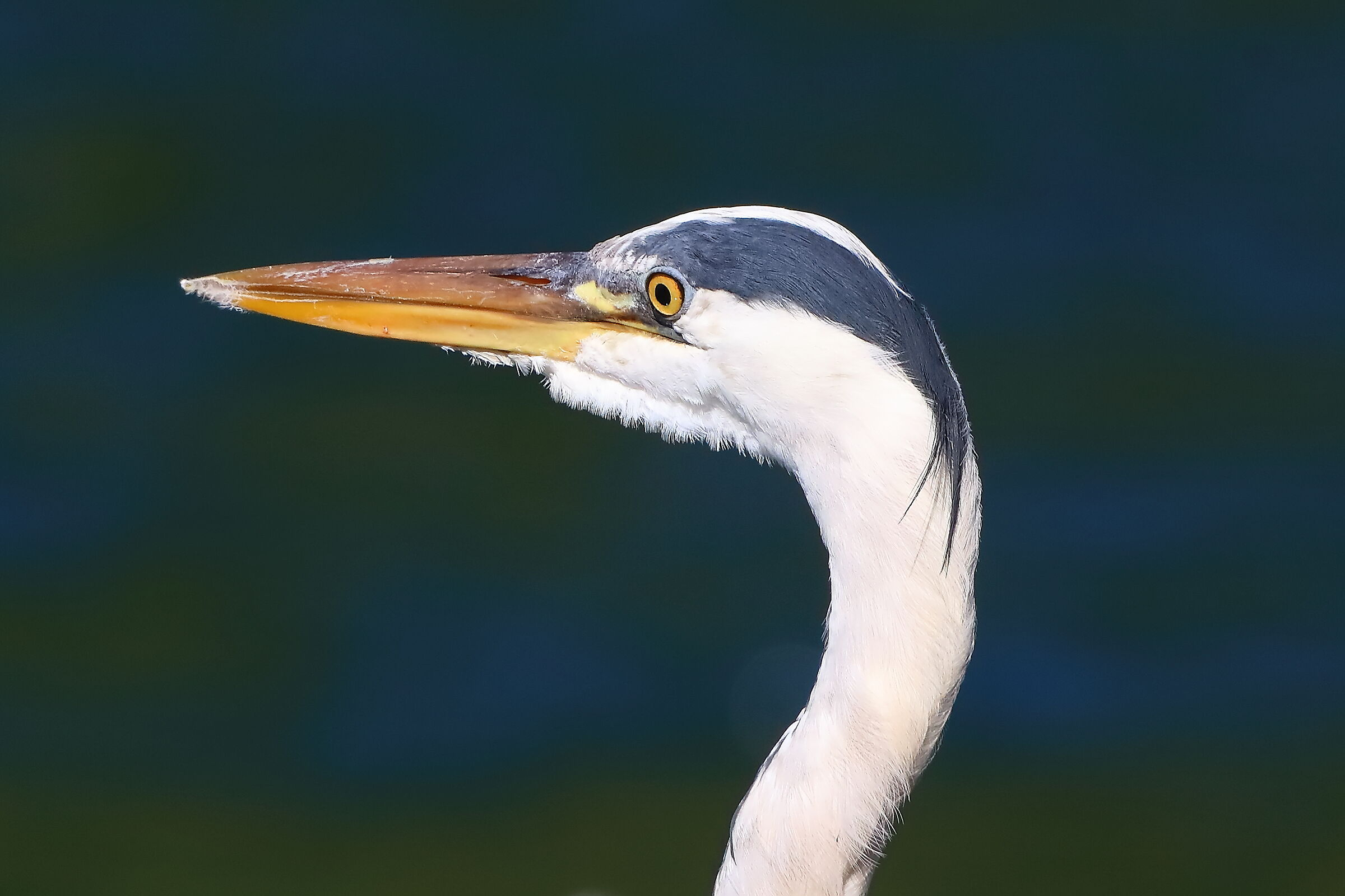 Cinerino 10 luglio 2025 - 0137